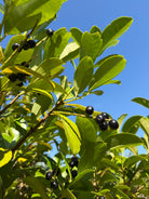 Små, skinnende sorte bær, der sidder i tætte klaser mellem de blanke, mørkegrønne blade på en Kirsebærlaurbær 'Etna'.