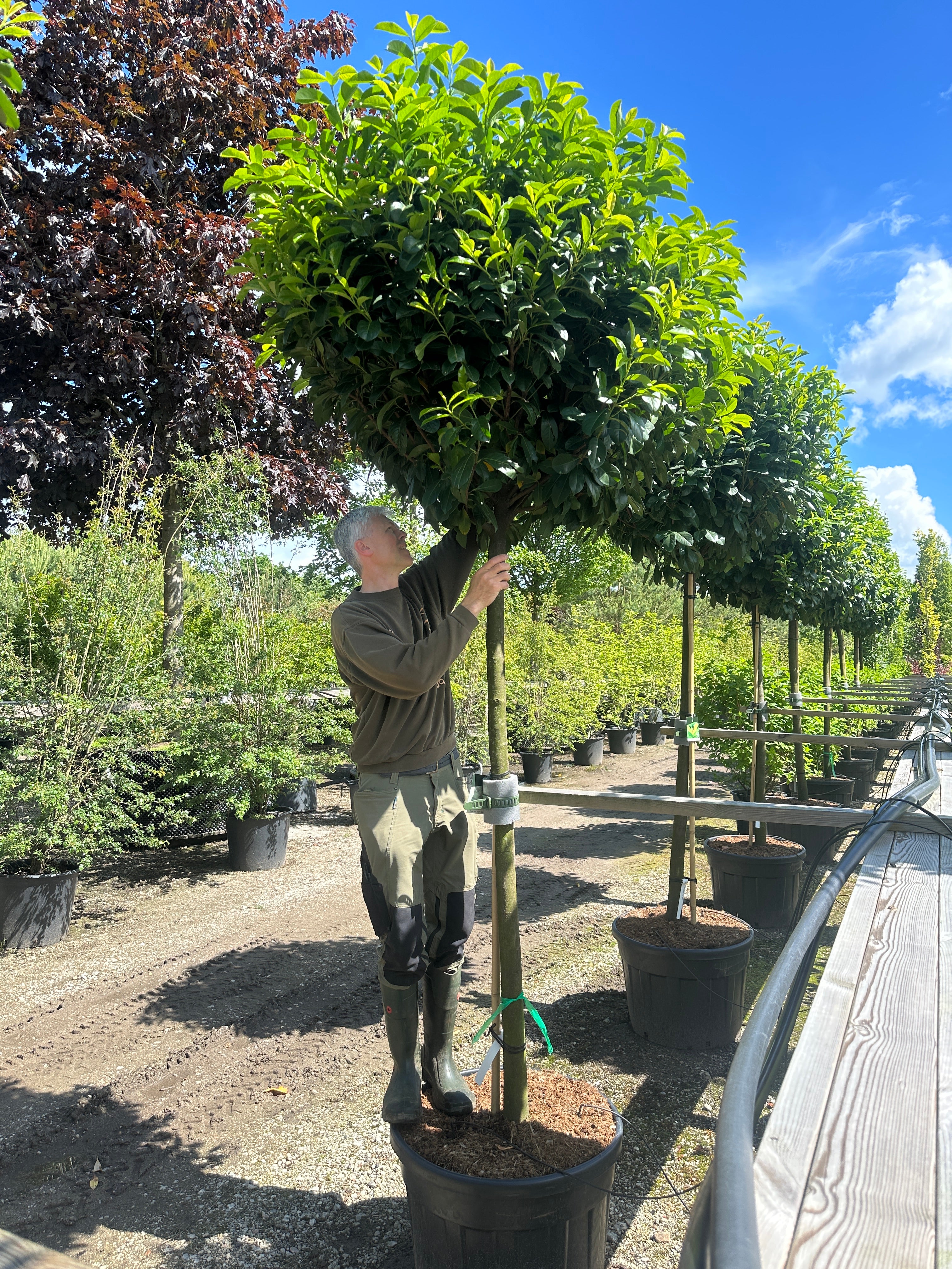 Opstammet kirsebærlaurbær, Prunus laurocerasus 'Etna', med en tæt, rund krone af blanke, mørkegrønne blade.