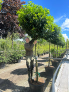 Opstammet kirsebærlaurbær, Prunus laurocerasus 'Etna', med en tæt, rund krone af blanke, mørkegrønne blade.