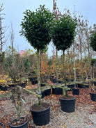 Opstammet laurbærkirsebær - Prunus laurocerasus Genolia, et stedsegrønt, prydtræ med en slank kroneform.