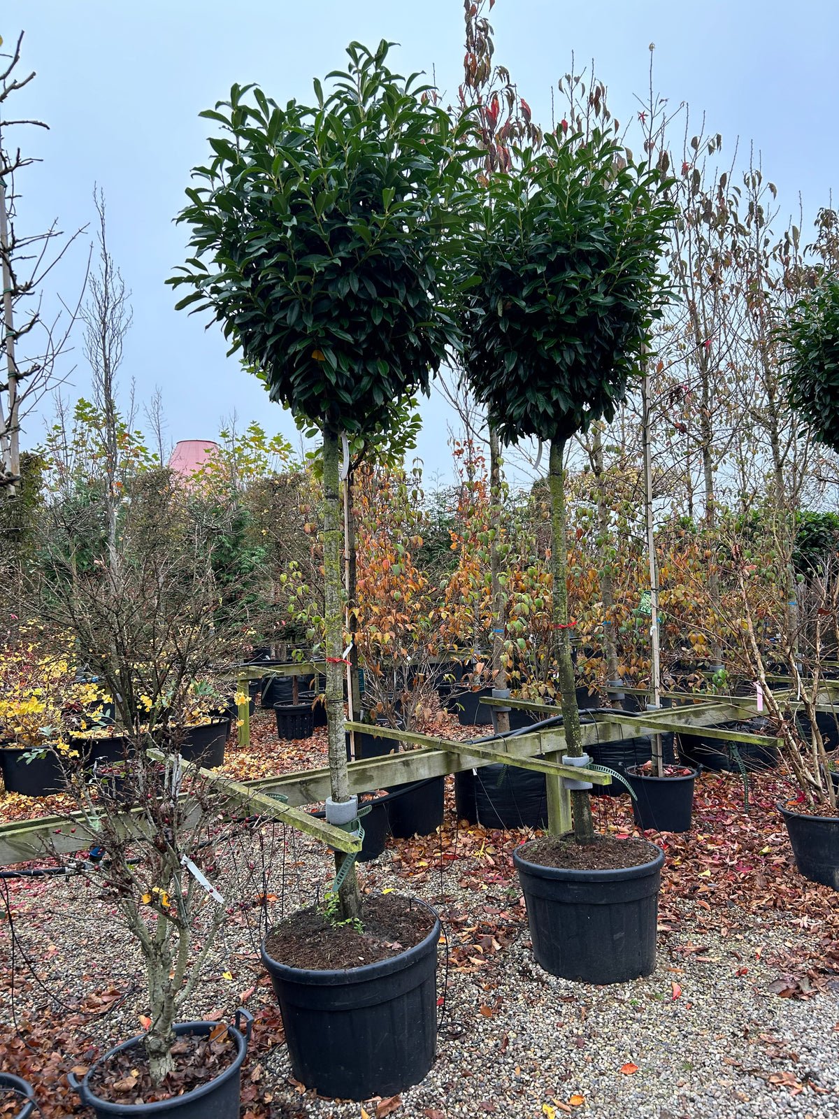Opstammet laurbærkirsebær - Prunus laurocerasus Genolia, et stedsegrønt, prydtræ med en slank kroneform.