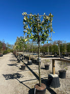 Svævende hæk af kirsebærlaurbær, Prunus laurocerasus 'Novita', med fritliggende stammer og får en tæt, stedsegrøn top.
