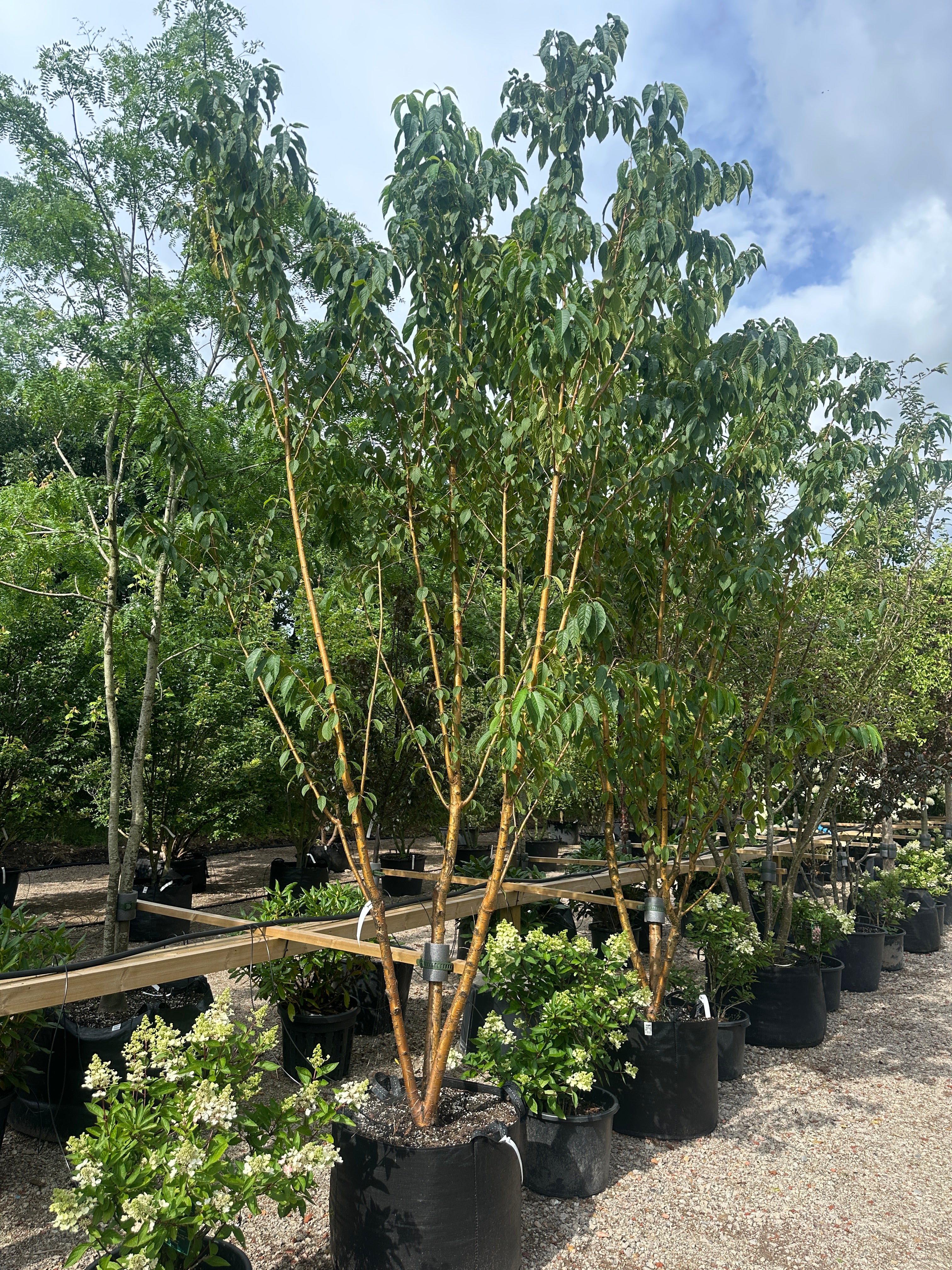 Flerstammet Prunus maackii 'Amber Beauty' i fuld figur med en let, oval krone.