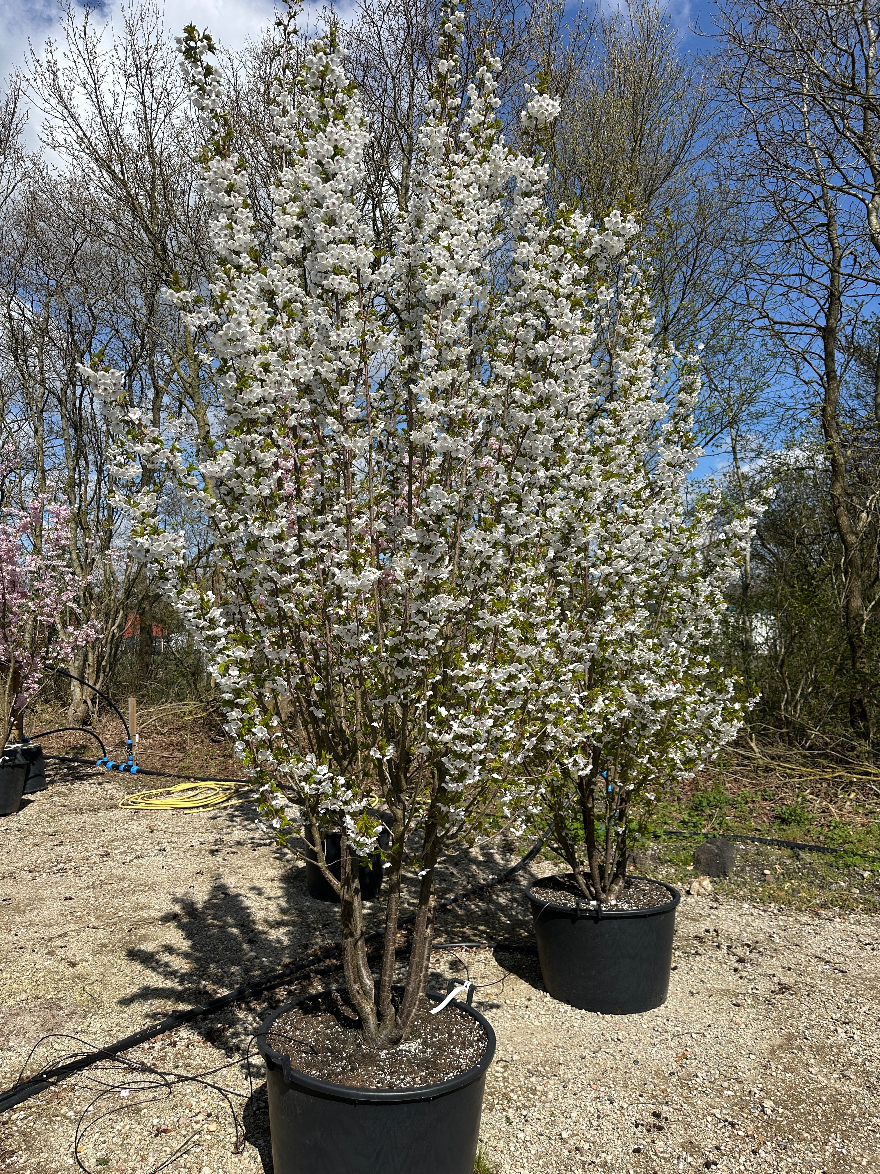 Multistammet Umineko japansk kirsebærtræ dækket af et overdådigt flor af store, snehvide blomster i foråret.