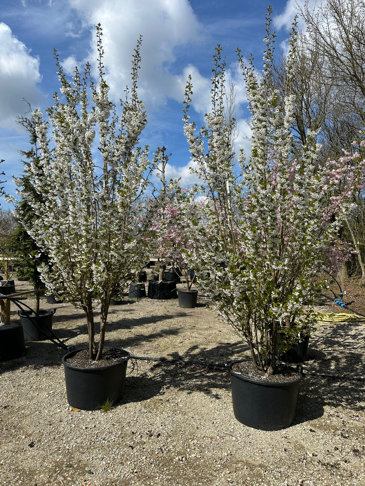 Multistammet Umineko japansk kirsebærtræ dækket af et overdådigt flor af store, snehvide blomster i foråret.