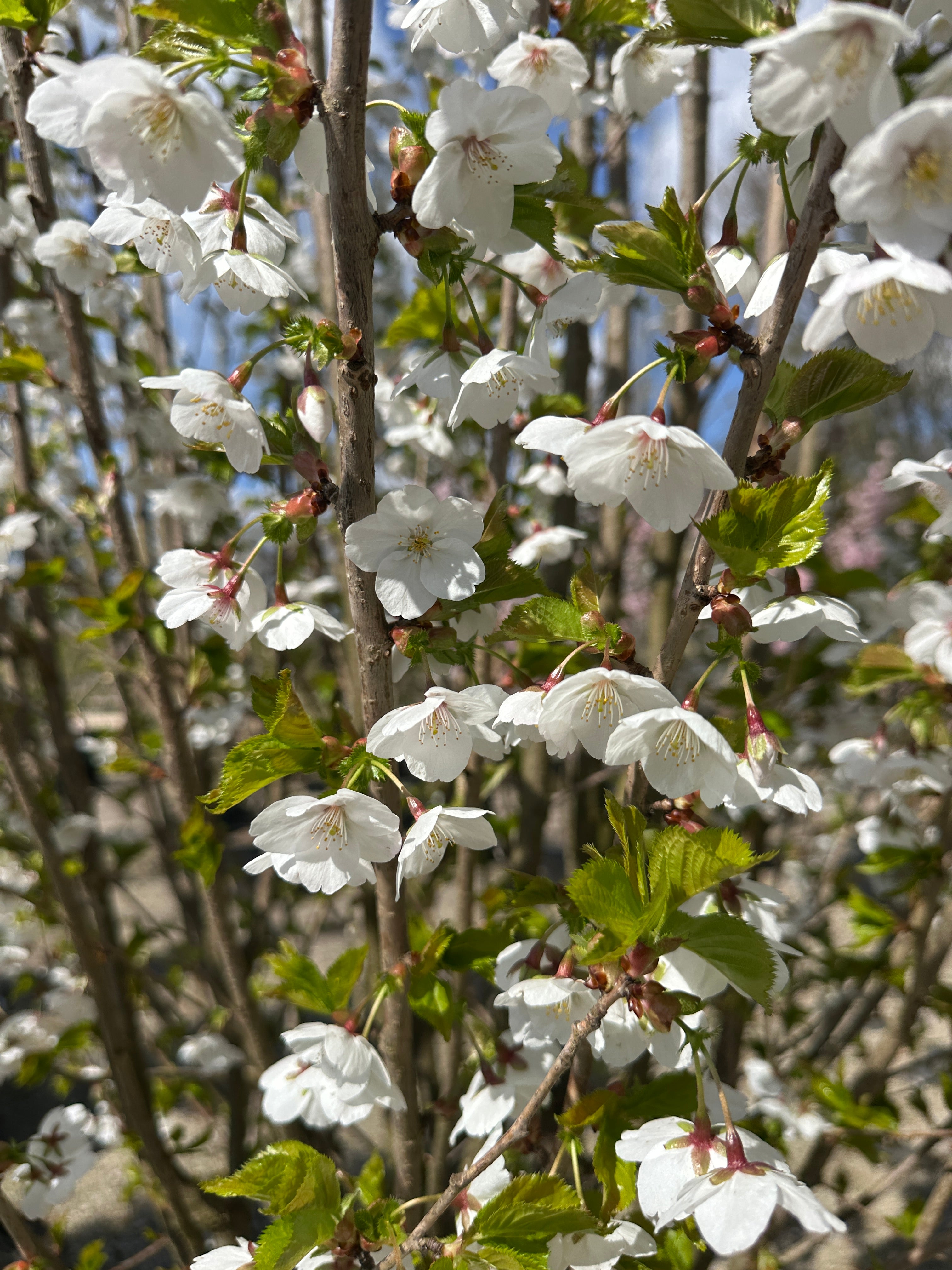 Store, snehvide og skålformede kirsebærblomster med fine lyserøde støvdragere i midten.