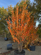 Prunus sachalinensis Umineko med de mange stammer og en opret krone i flammende orange og røde efterårsfarver.