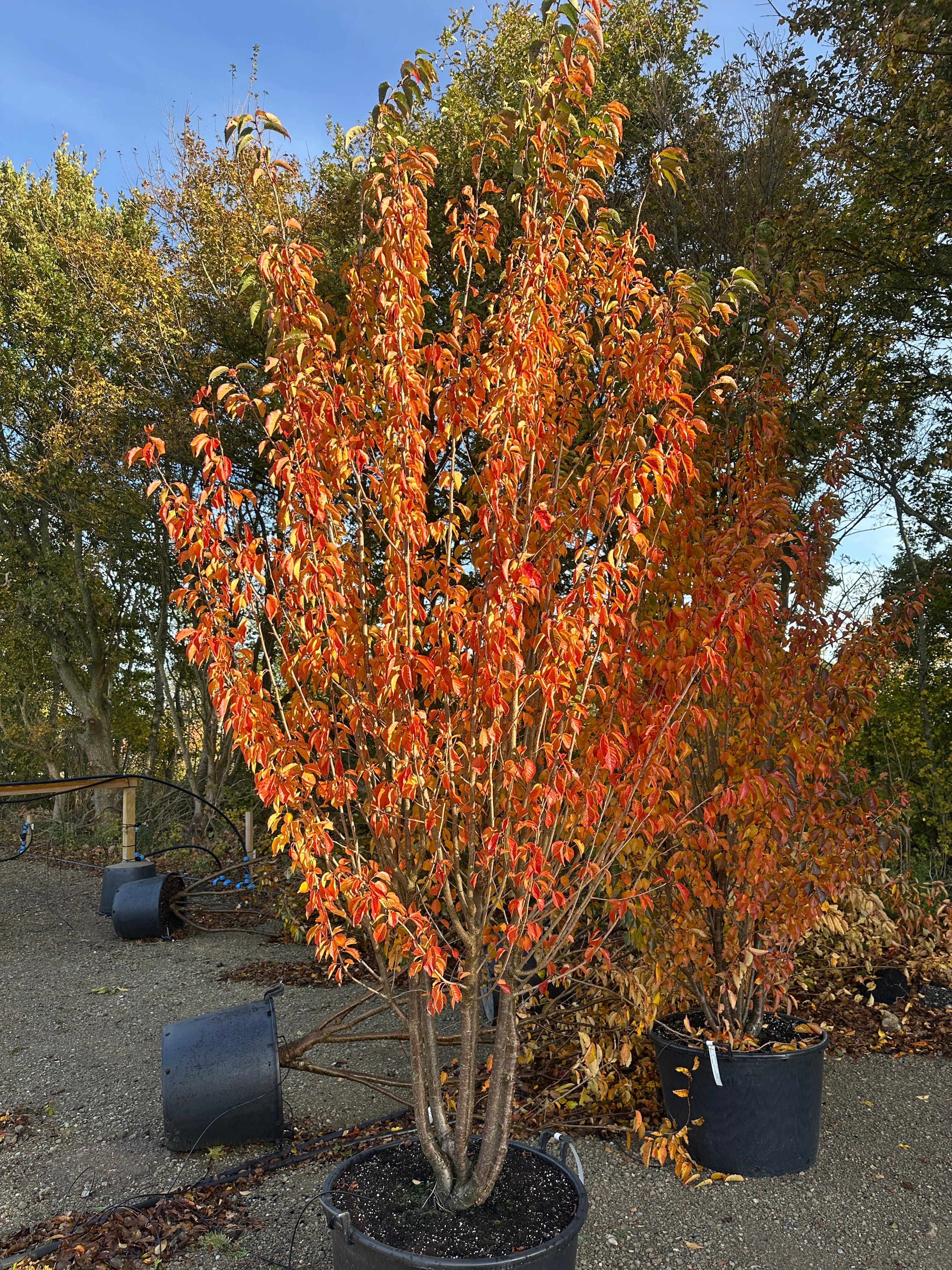 Prunus sachalinensis Umineko med de mange stammer og en opret krone i flammende orange og røde efterårsfarver.