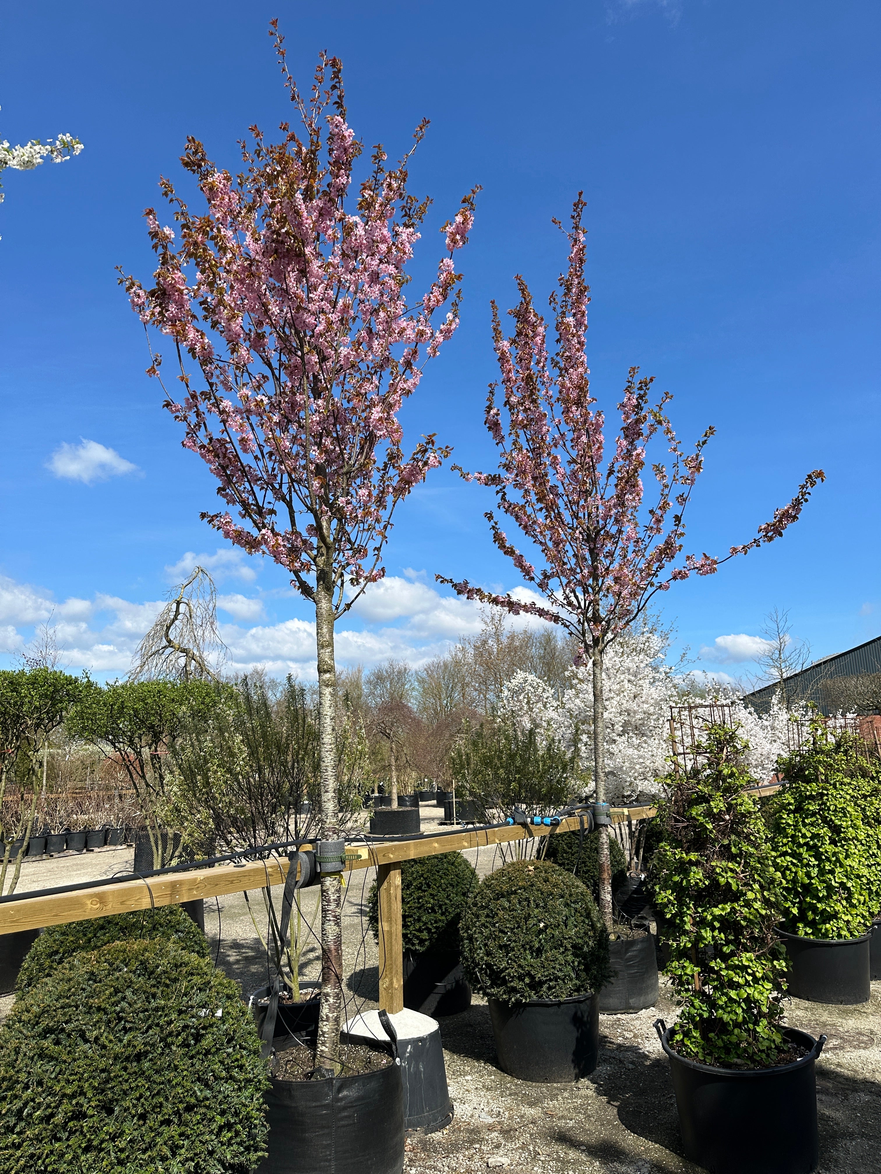 Slankt, opstammet Rancho prydkirsebærtræ med en bar stamme og en smal, opret krone fuldstændig dækket af en sky af intense, lyserøde forårsblomster.