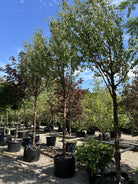 Opstammet tibetansk kirsebærtræ, Prunus serrula, med en rund, grøn krone og en markant, blank mahognifarvet stamme.