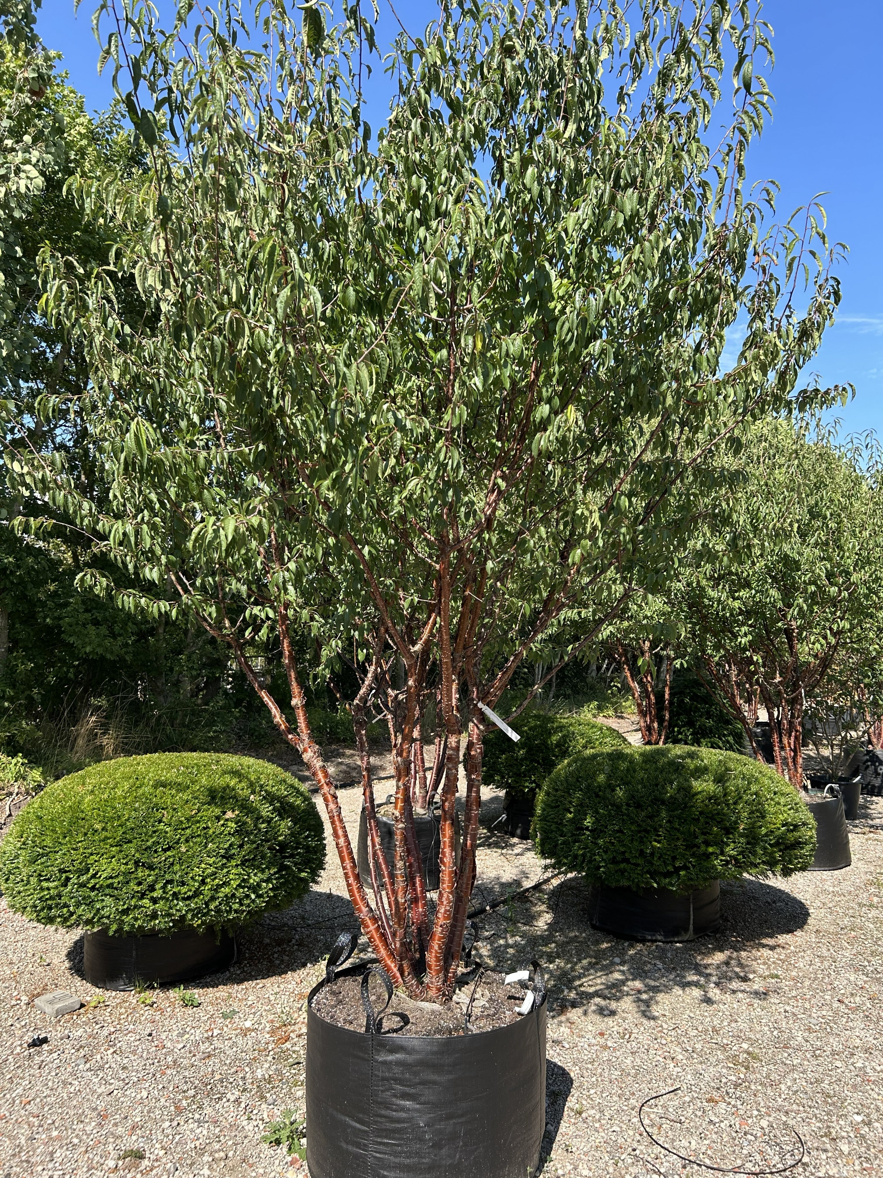 Multistammet tibetansk kirsebær, Prunus serrula, med flere synlige stammer og en åben krone med smalle, grønne blade.