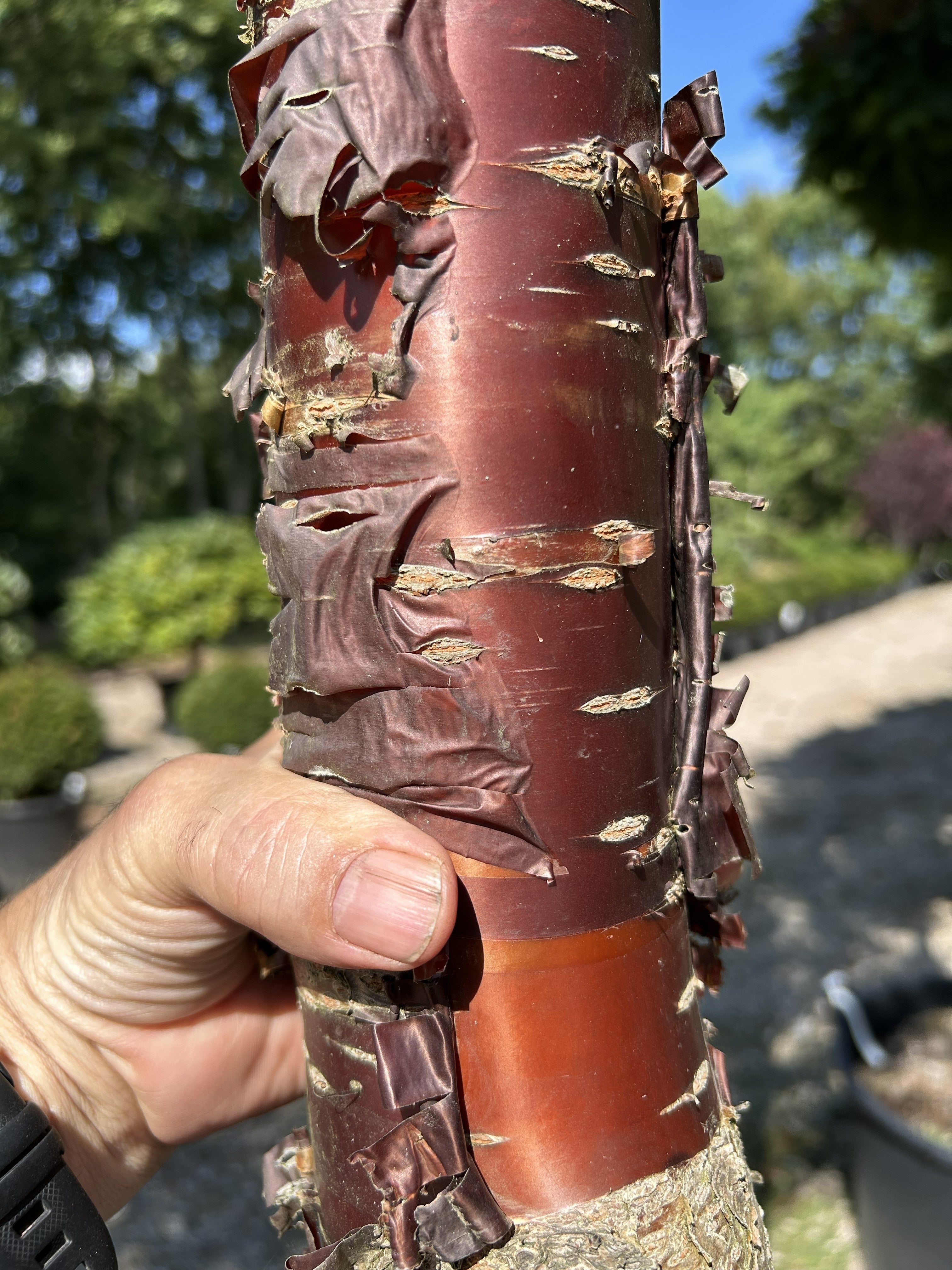Den glatte, glinsende mahognirøde bark med vandrette barkporer på stammen af en Prunus serrula.