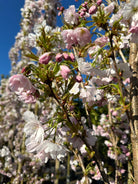 Store, halvfyldte og sarte lyserøde forårsblomster med gule støvdragere, der sidder i tætte, oprette klaser langs de lodrette grene på et Amanogawa søjlekirsebærtræ.