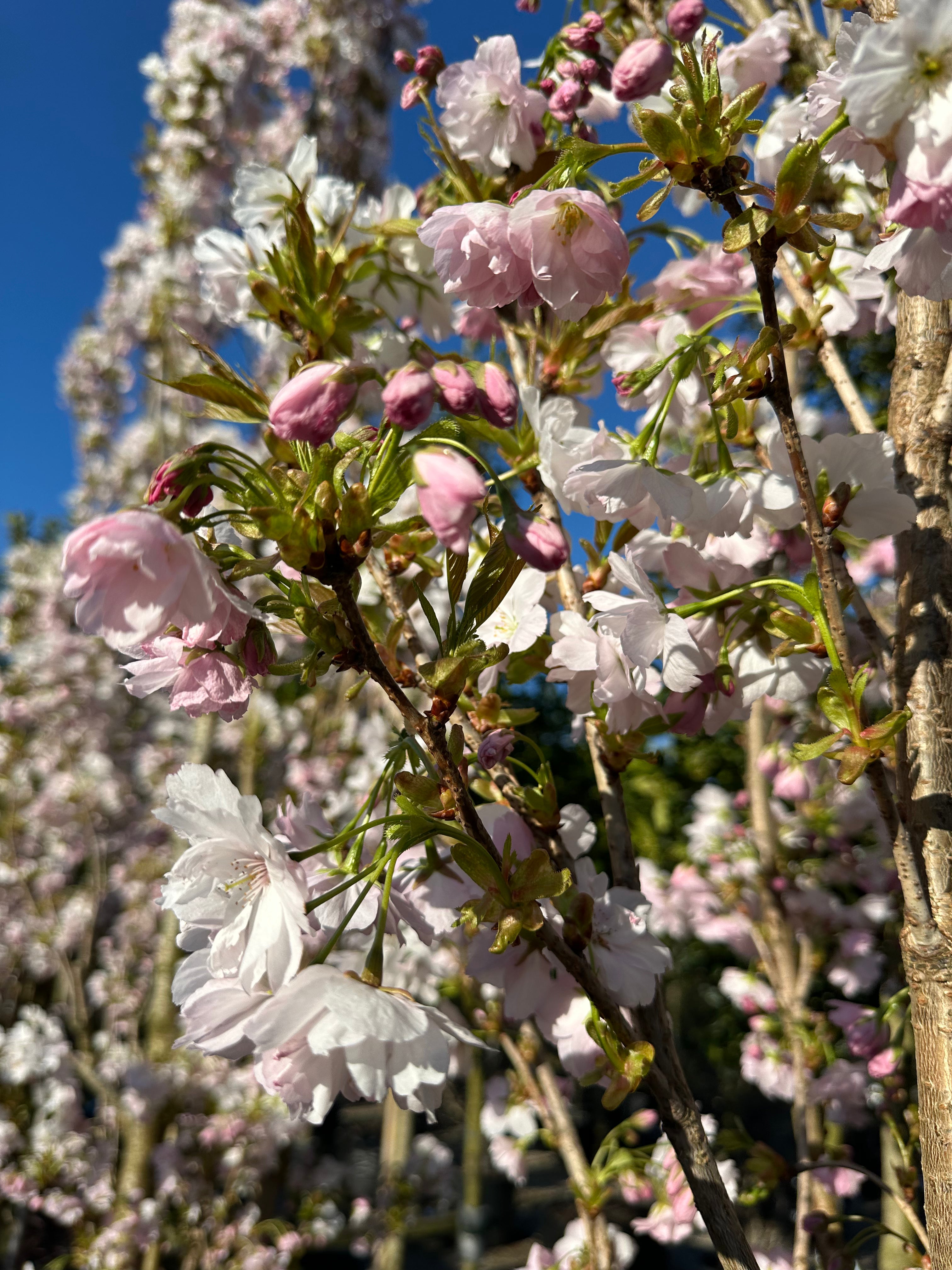 Store, halvfyldte og sarte lyserøde forårsblomster med gule støvdragere, der sidder i tætte, oprette klaser langs de lodrette grene på et Amanogawa søjlekirsebærtræ.