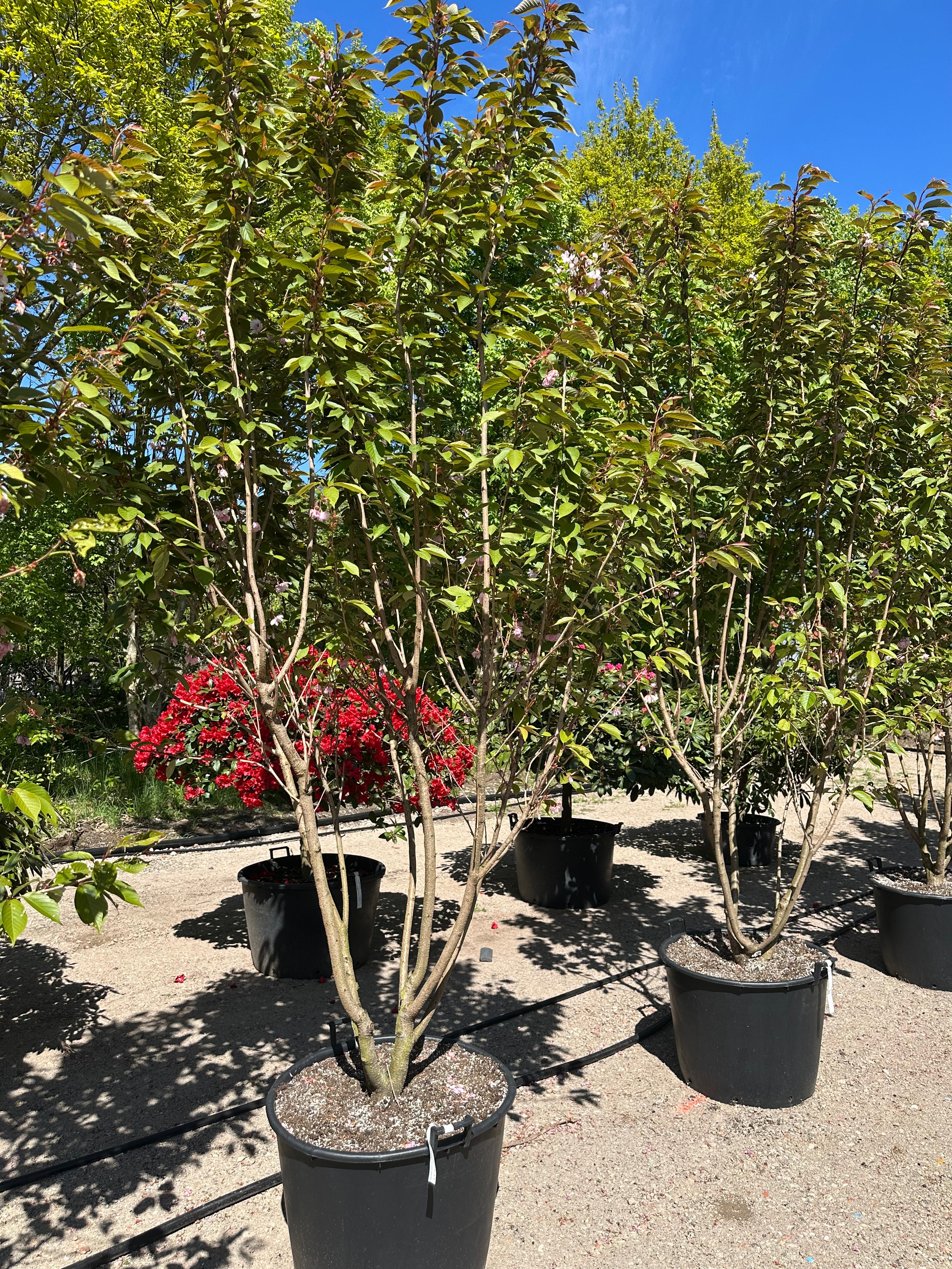 Prunus serrulata Kanzan japansk kirsebærtræ med en bred, vasformet.