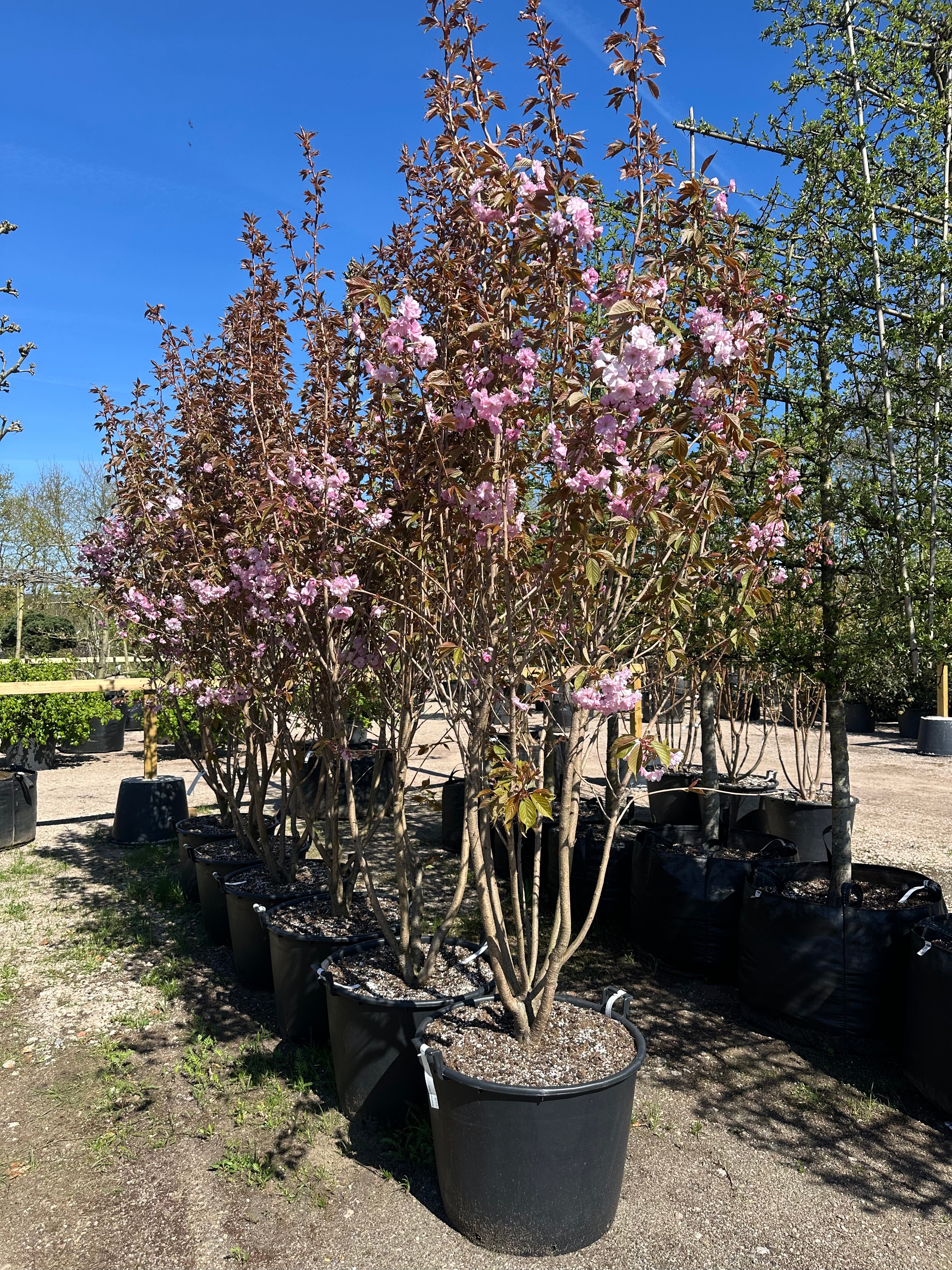 Prunus serrulata Kanzan japansk kirsebærtræ med en bred, vasformet.