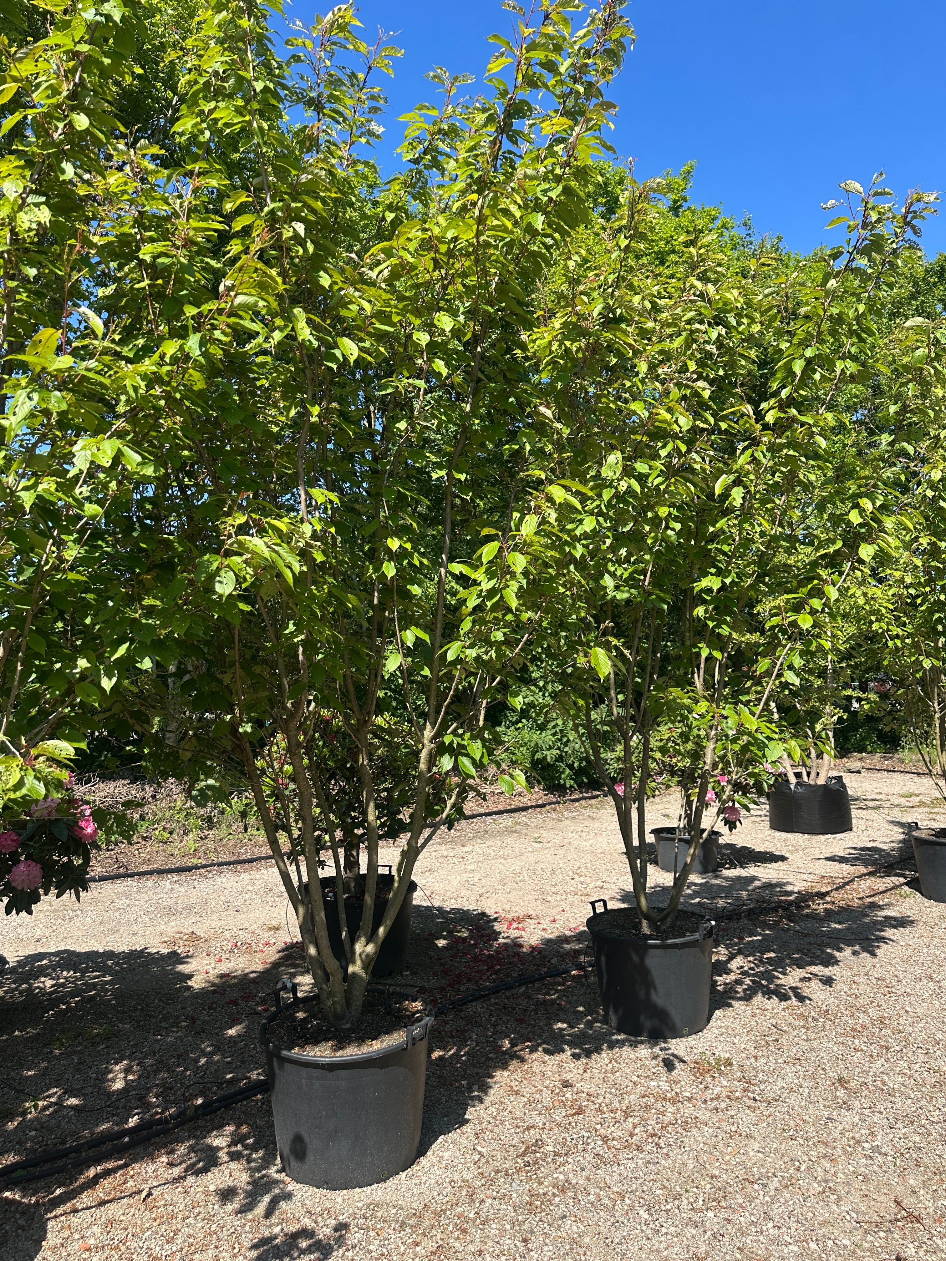 Multistammet Prunus serrulata Kanzan med et tæt, grønt sommerløv og en bred krone.