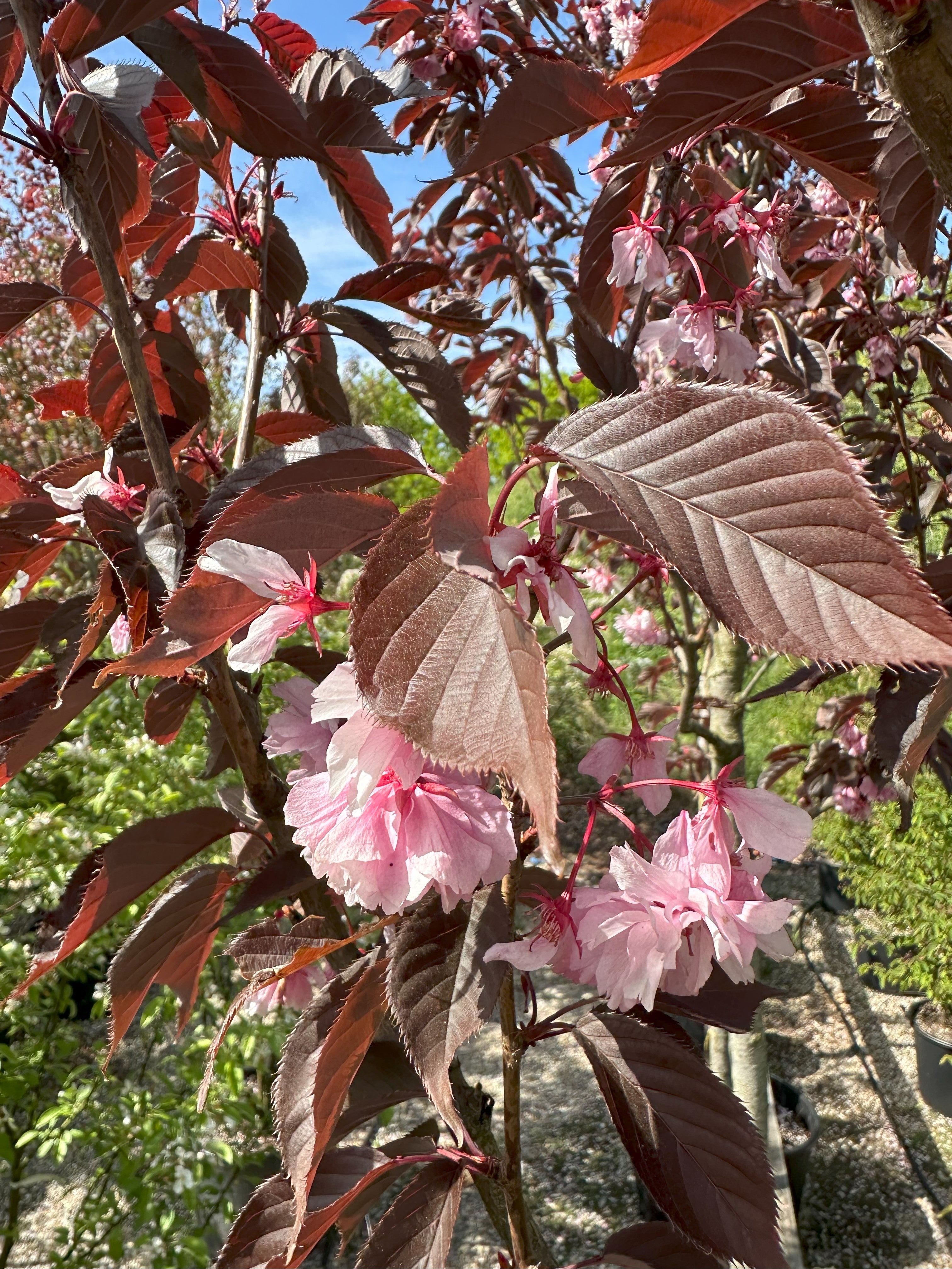 Nærbillede af de skinnende, dybpurpur og fint savtakkede blade på et opstammet Prunus serrulata 'Royal Burgundy' kirsebærtræ.