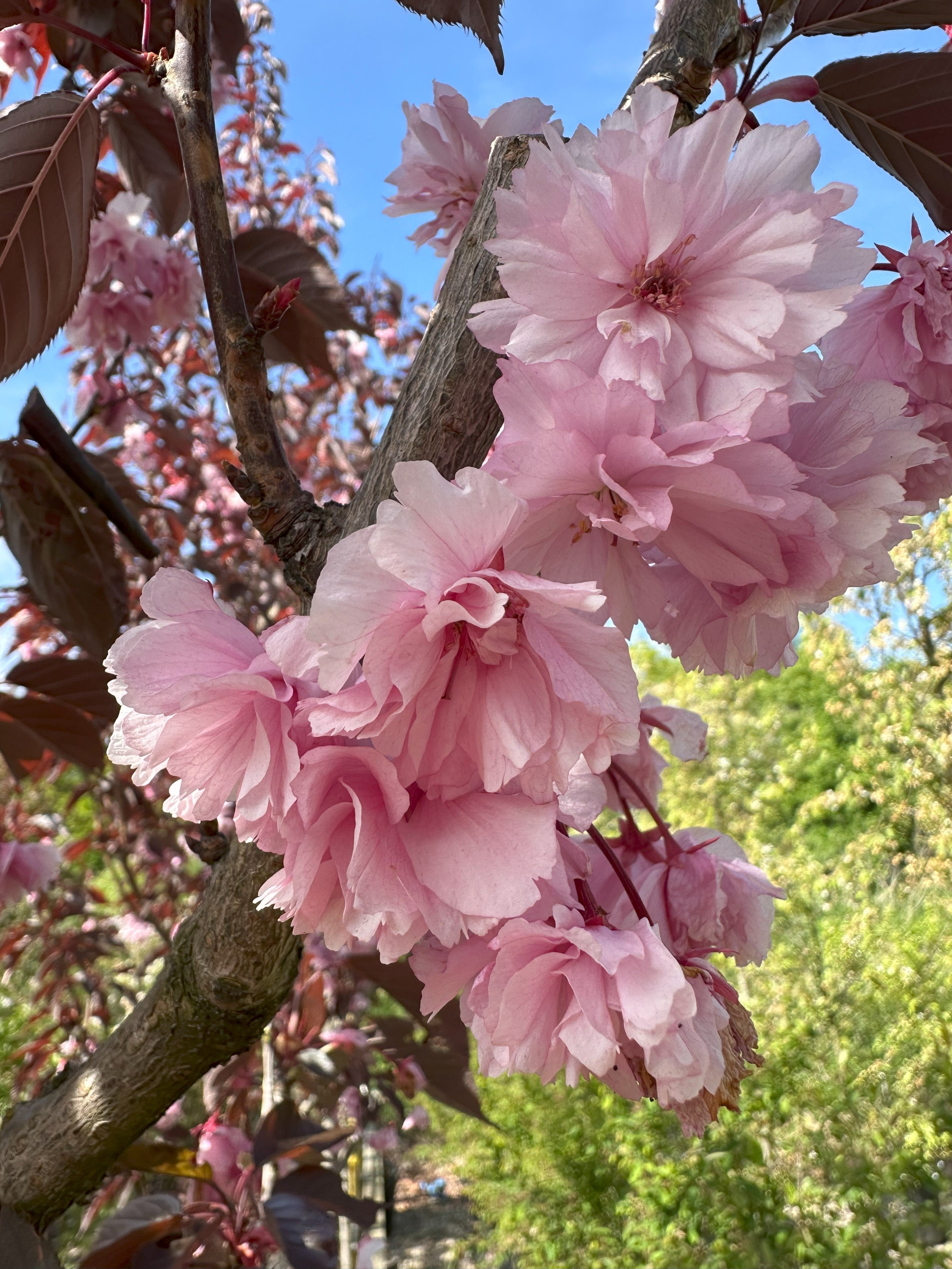 Tætte, fyldte rosa kirsebærblomster i fuld forårsblomstring mod det mørke, purpurrøde løv på et 'Royal Burgundy' træ.