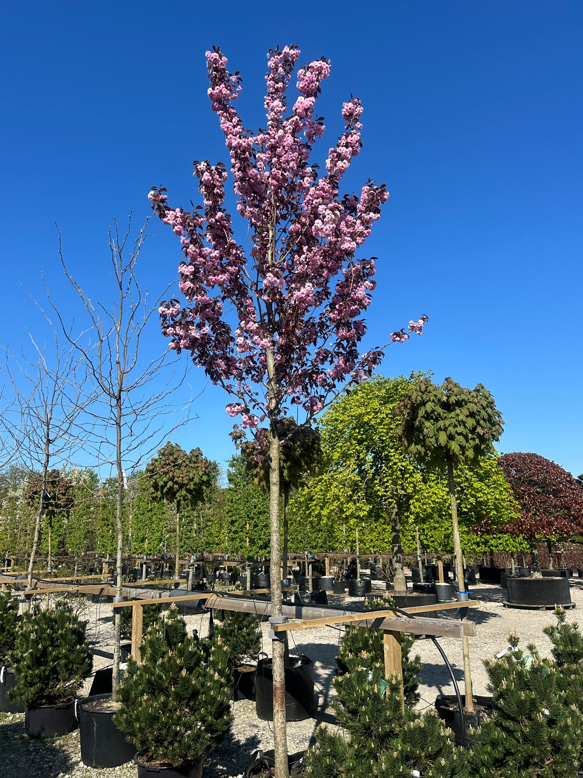 Opstammet japansk kirsebærtræ, Prunus serrulata 'Royal Burgundy', med en vaseformet krone af mørkerøde blade og tætte, fyldte rosa kirsebærblomster i fuld forårsblomstring