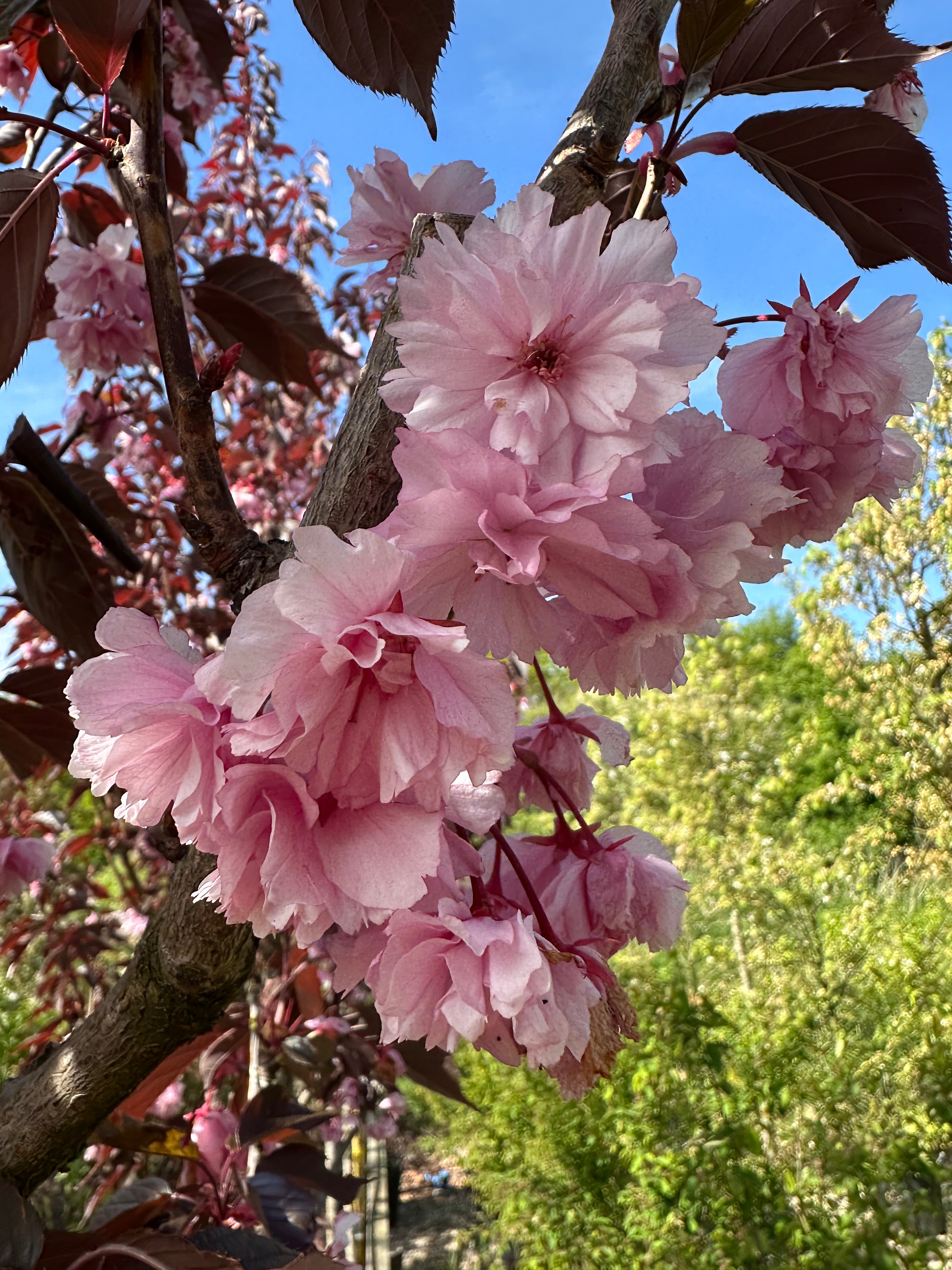 Store, fyldte og mørkrosa forårsblomster, der hænger i klaser mod en kontrastfuld baggrund af nysprugne, dybviolette og rødbrune blade på et Royal Burgundy kirsebærtræ.