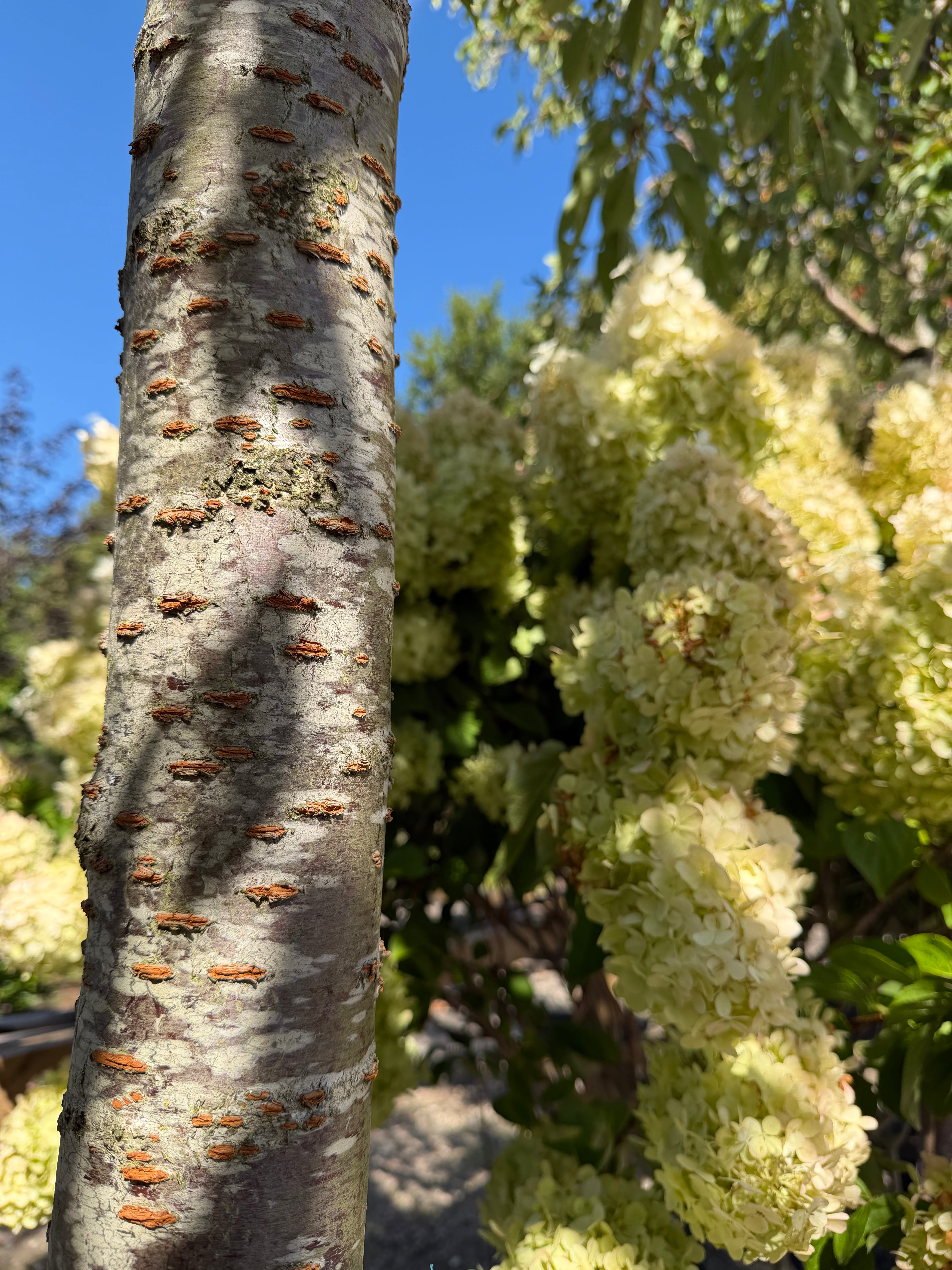 Den lige stamme på et opstammet japansk kirsebærtræ, Prunus serrulata Shirotae, med den karakteristiske mørke bark og tydelige vandrette barkporer.