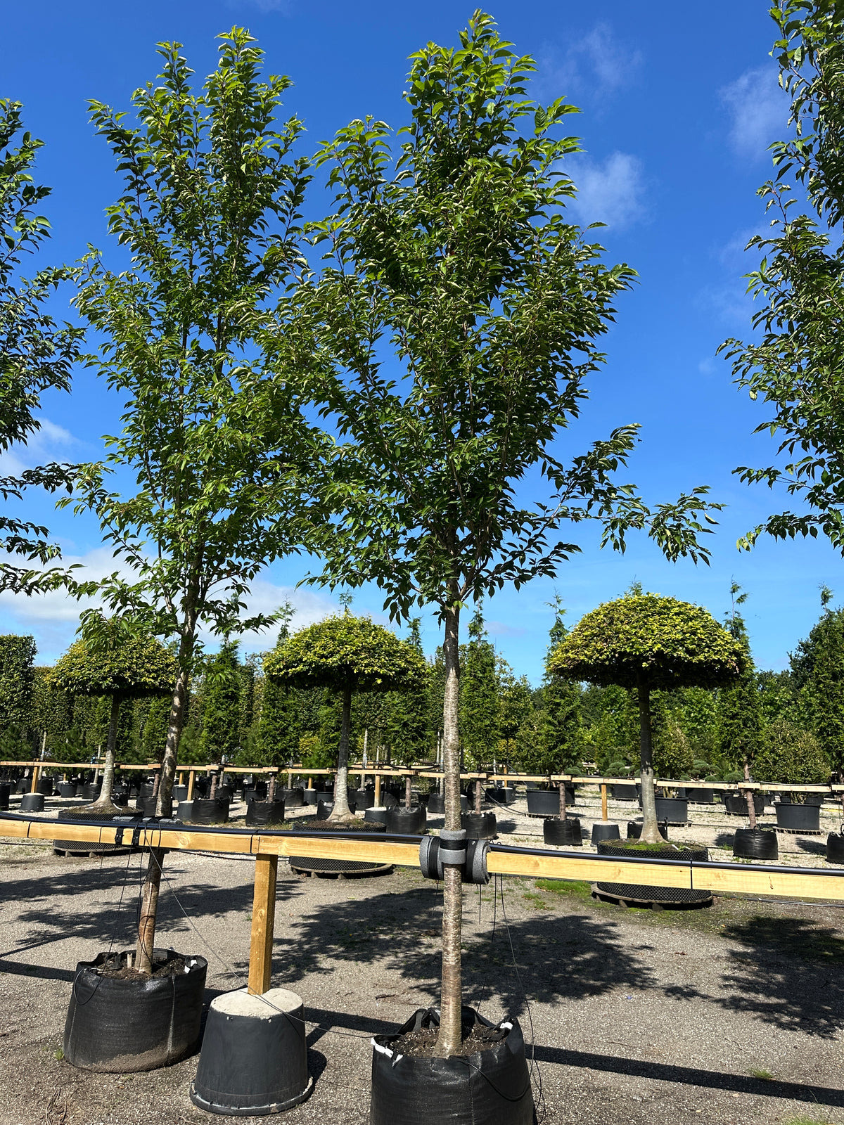 Opstammet Sunset Boulevard kirsebærtræ i sommerhaven, hvor den slanke og regelmæssige krone står med tætte, friske og ensartede grønne blade på en bar stamme.