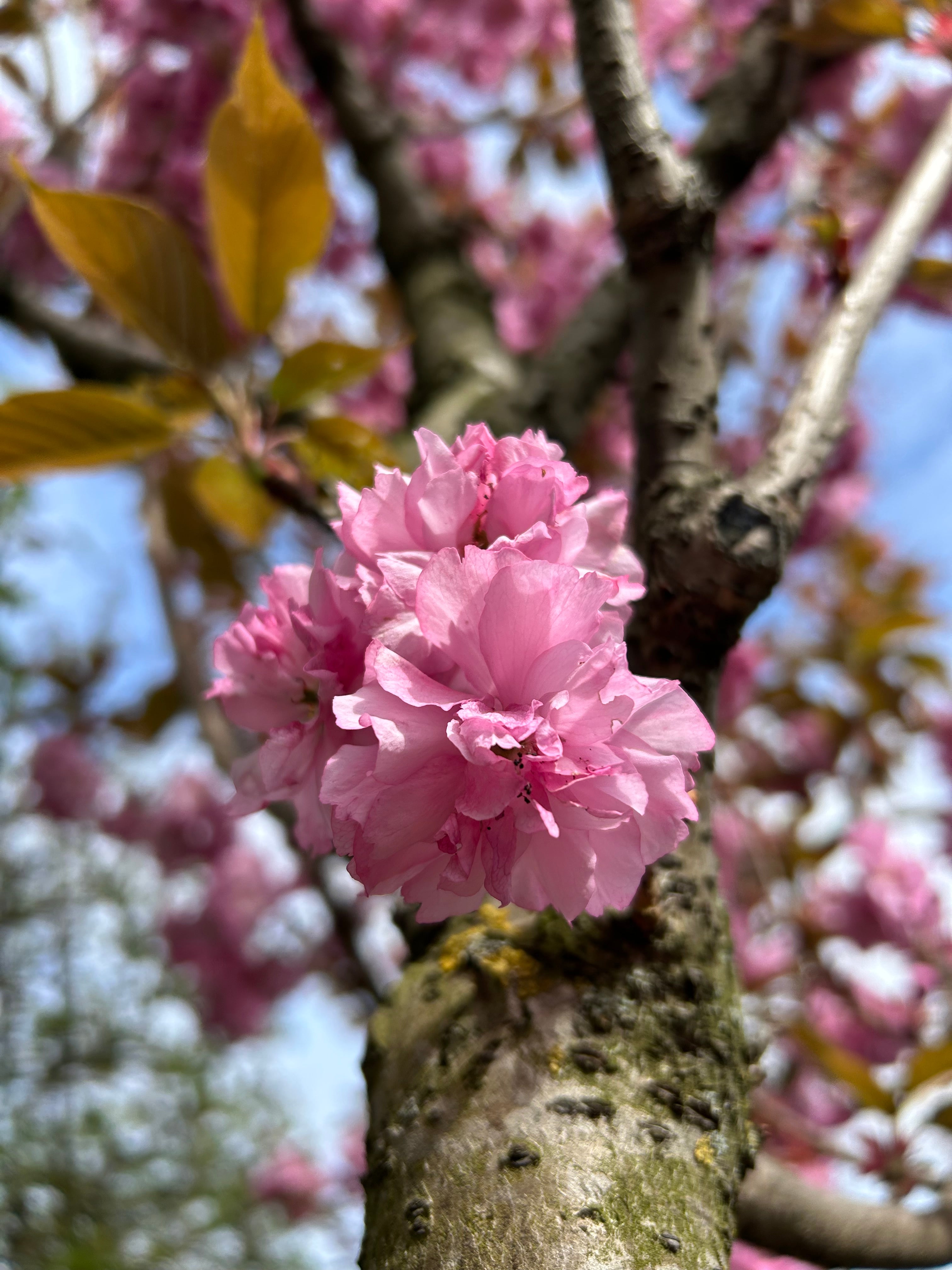 Store, fyldte og pompon-lignende forårsblomster i en intens, mørk pink farve, der sidder i tætte klaser på de rødbrune grene af et Kanzan kirsebærtræ.