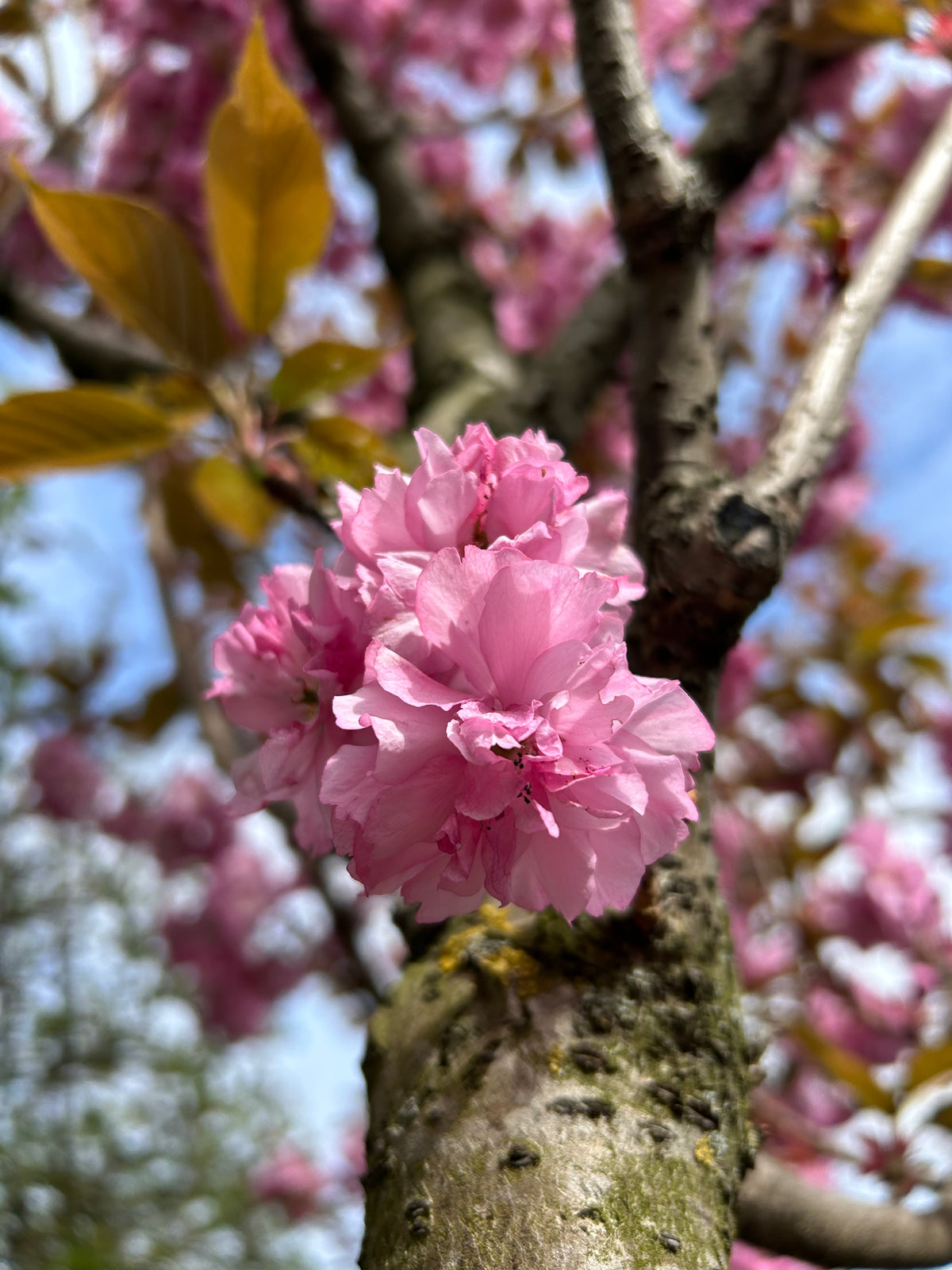 Store, fyldte og pompon-lignende forårsblomster i en intens, mørk pink farve, der sidder i tætte klaser på de rødbrune grene af et Kanzan kirsebærtræ.