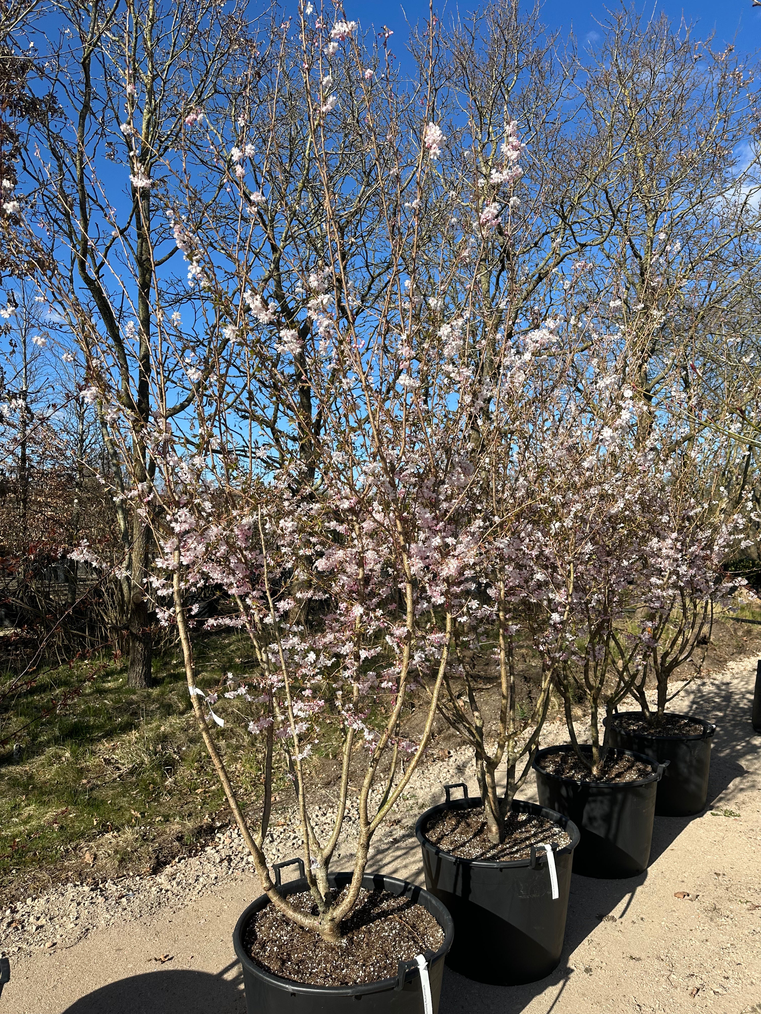 Multistammet Prunus x subhirtella 'Autumnalis Rosea' oktoberkirsebærtræ med flere stammer fra bunden.