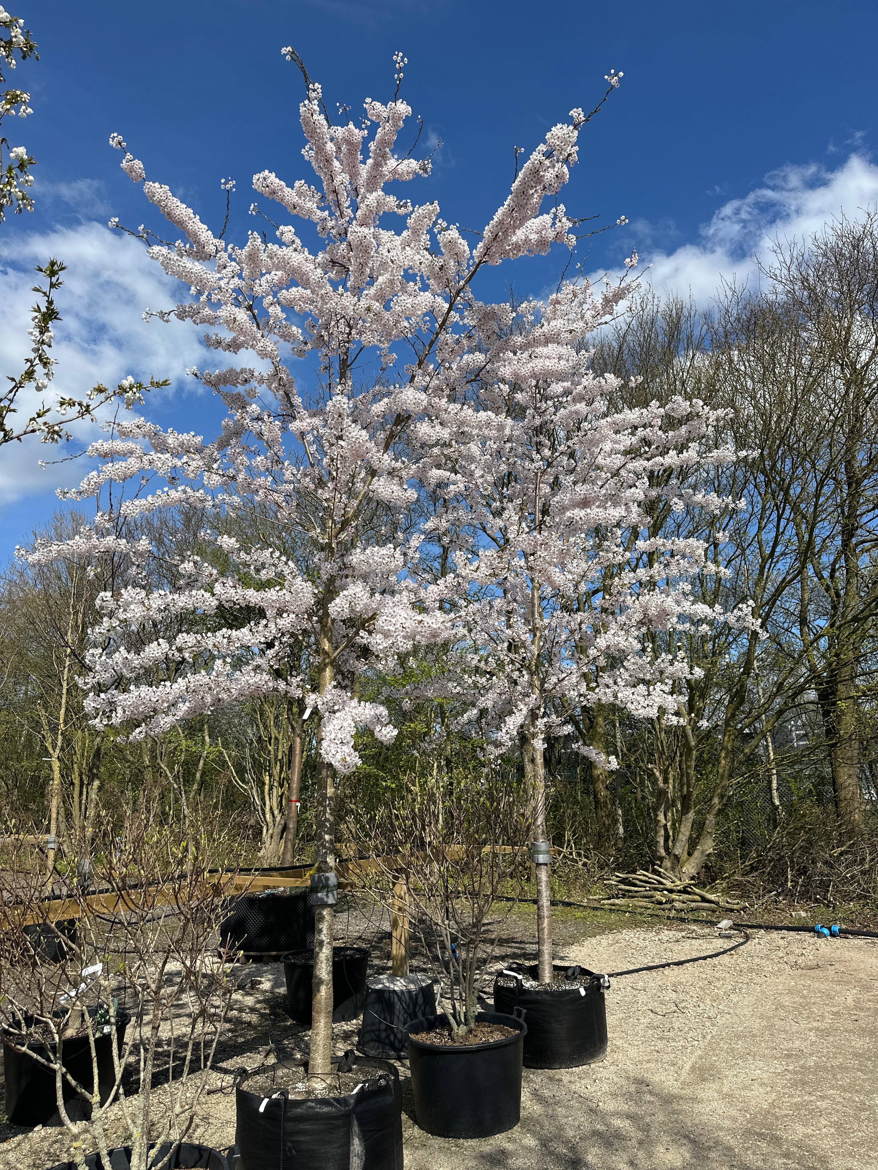 Det opstammede prydkirsebærtræ i fuldt forårsflor, hvor en overvældende og tæt, hvidrosa sky af blomster dækker hele kronen før løvspring.
