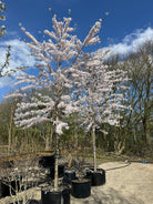 Det opstammede prydkirsebærtræ i fuldt forårsflor, hvor en overvældende og tæt, hvidrosa sky af blomster dækker hele kronen før løvspring.