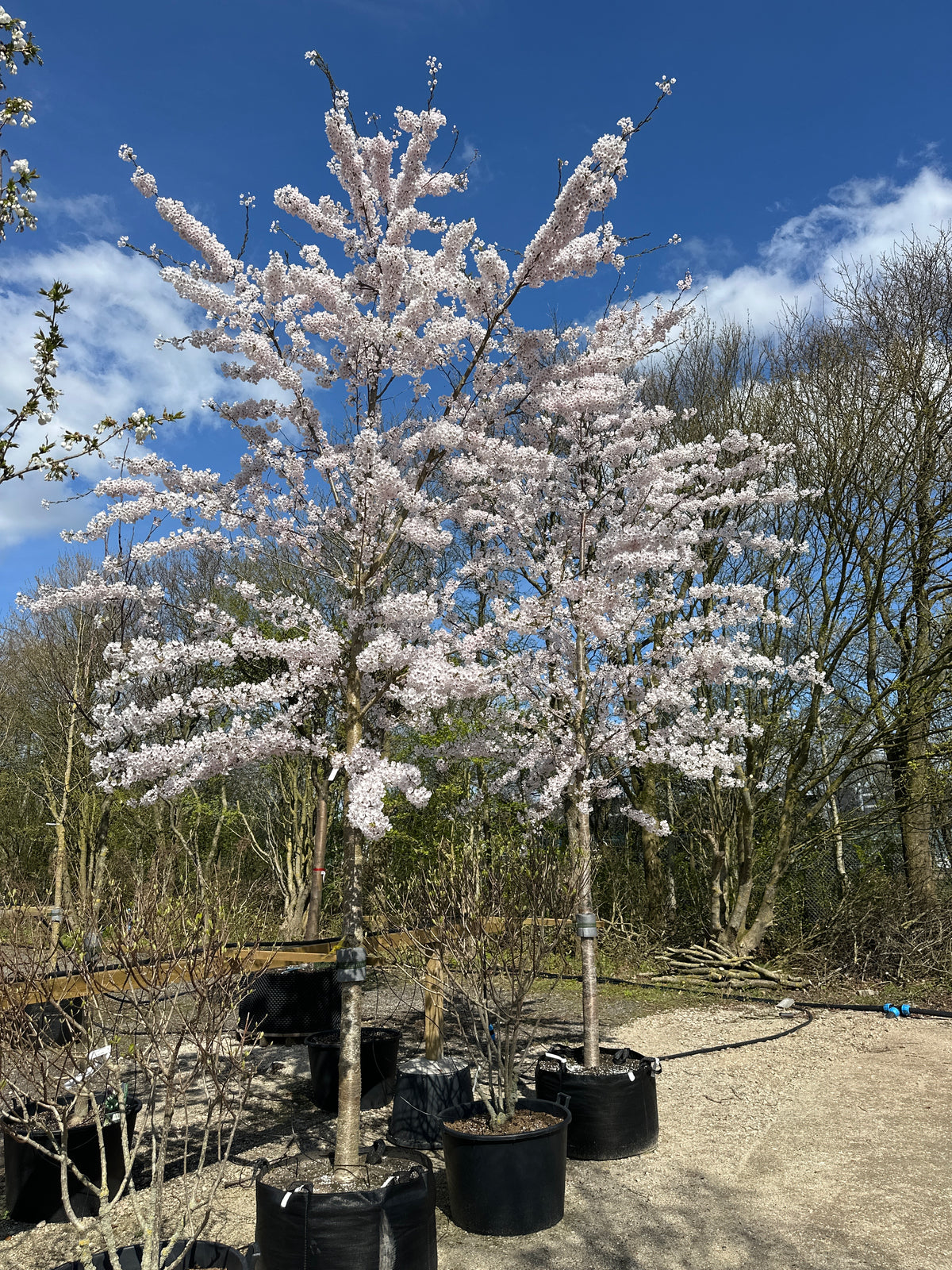Det opstammede prydkirsebærtræ i fuldt forårsflor, hvor en overvældende og tæt, hvidrosa sky af blomster dækker hele kronen før løvspring.