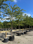 Opstammet Prunus yedoensis prydkirsebærtræ med en bar, ret stamme og en rund, harmonisk krone fyldt med friske, grønne sommerblade.