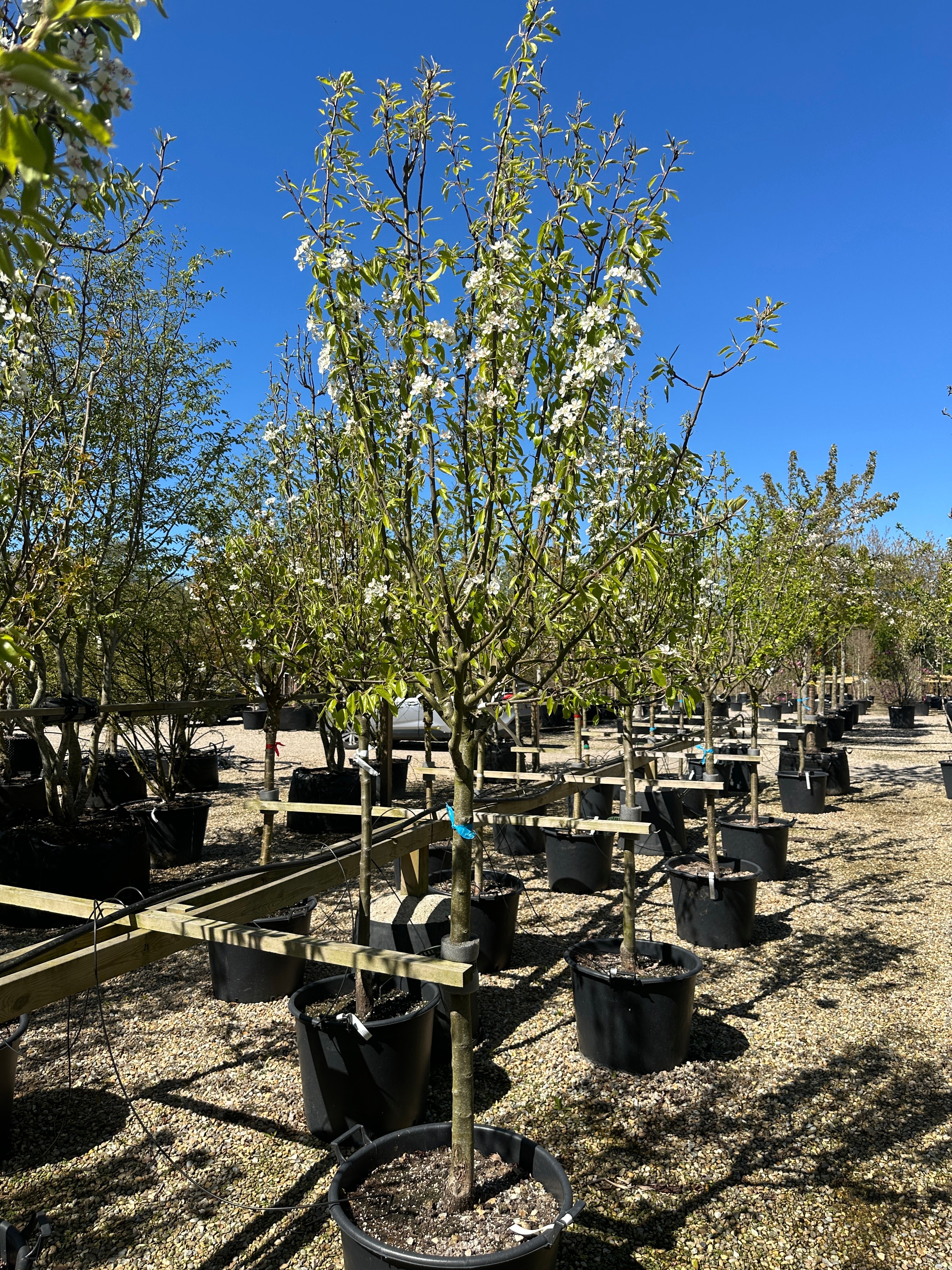 Halvstammet pæretræ, Pyrus communis Bonne Louise, med en opret og harmonisk krone med blomst.