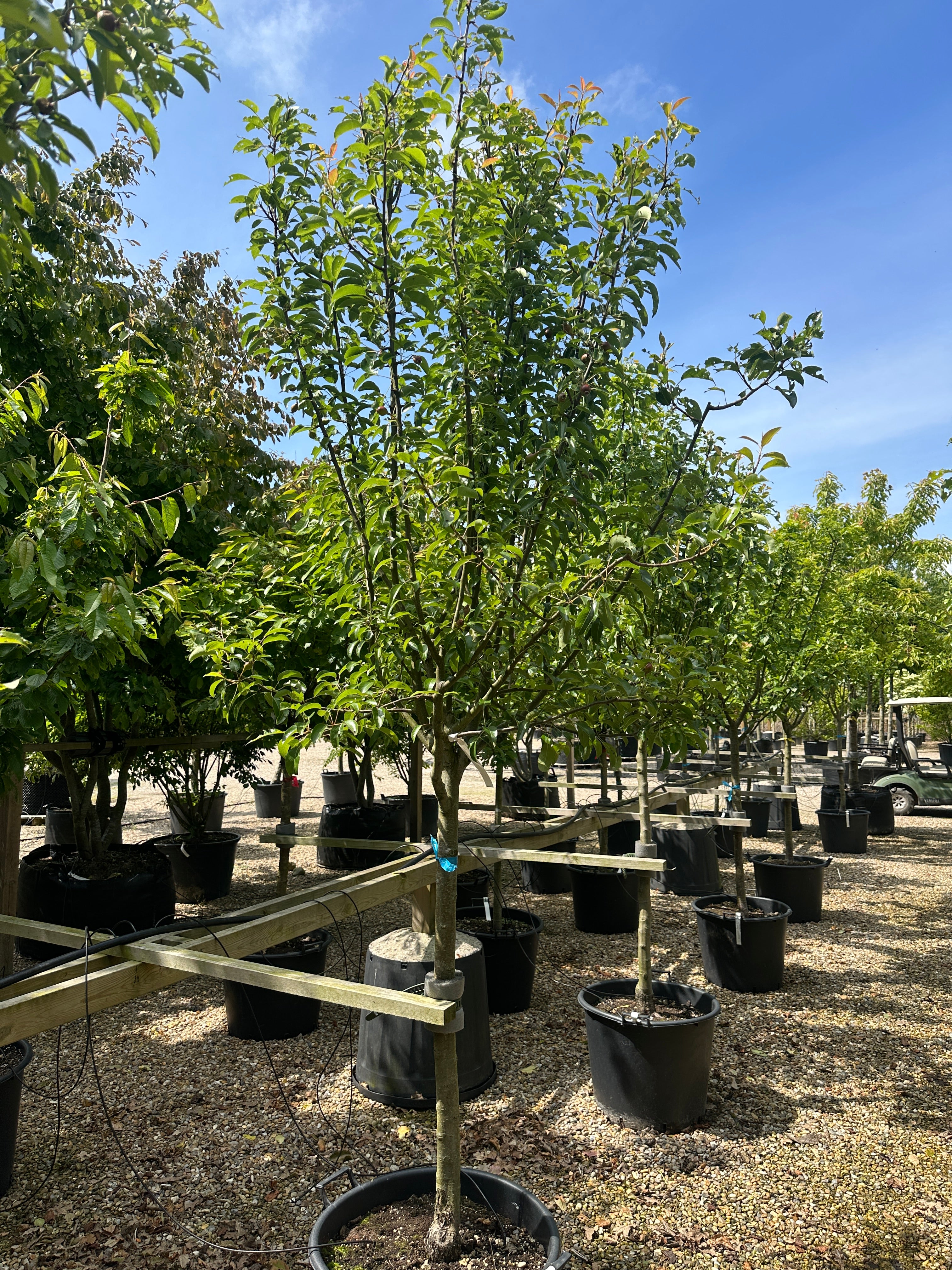 Halvstammet pæretræ, Pyrus communis Bonne Louise, med en opret og harmonisk krone.