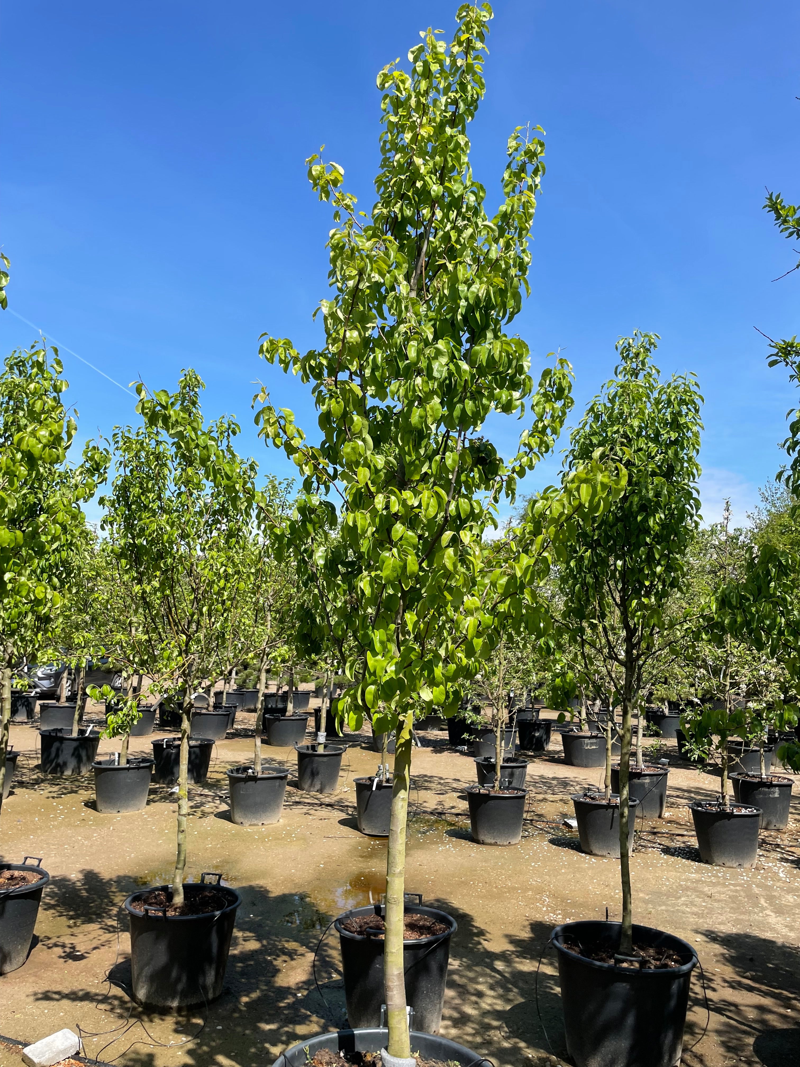 Halvstammet pæretræ, Pyrus communis Conference, med en slank og opret krone.