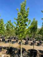 Halvstammet pæretræ, Pyrus communis Conference, med en slank og opret krone.
