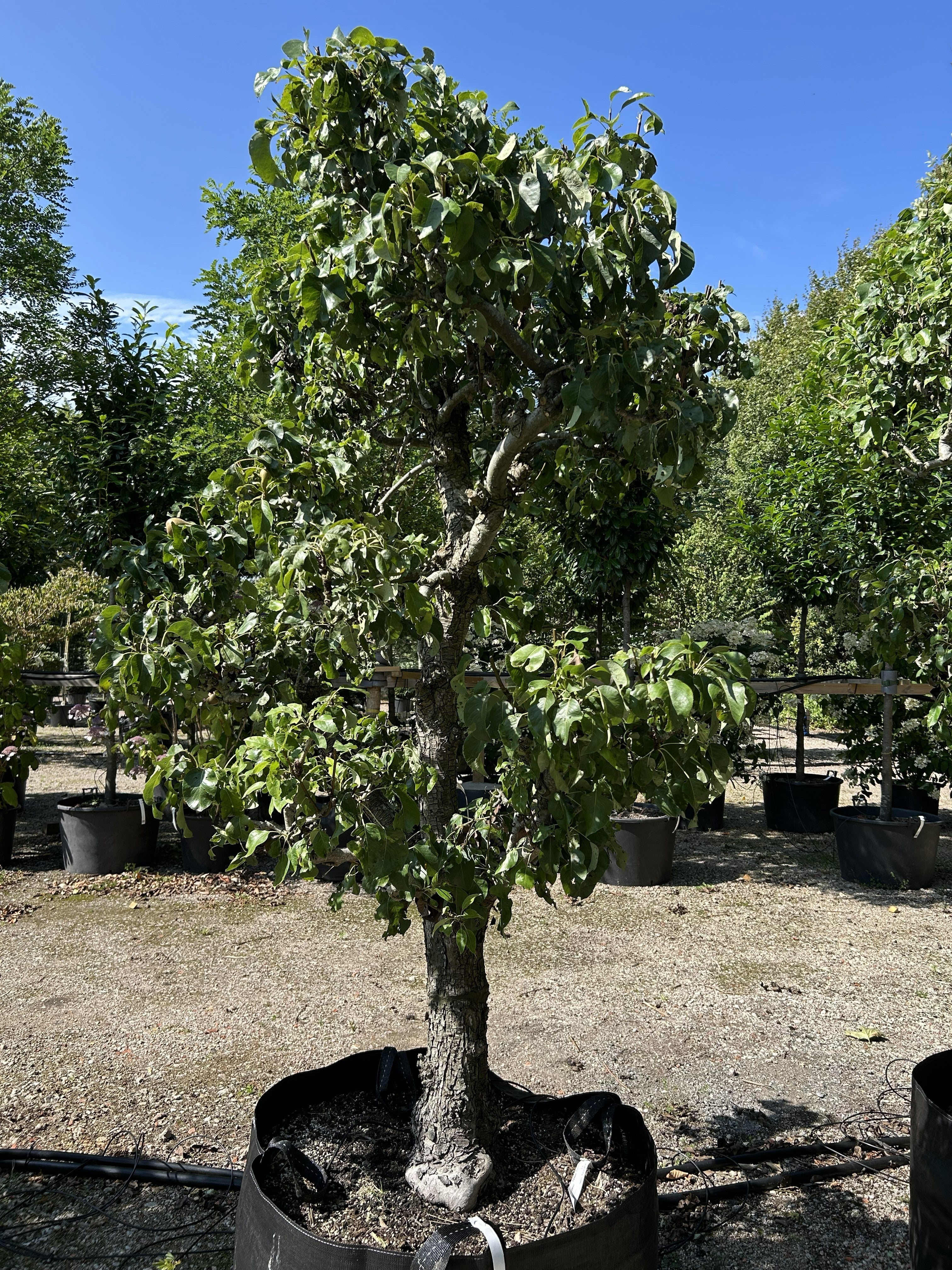 Skulpturelt Conference pæretræ med en bred, åben krone og kraftige, krogede grene dækket af et tæt lag blanke, mørkegrønne sommerblade.