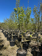 Halvstammet pæretræ, Pyrus communis Doyenne du Comice, med en bred og opret krone.