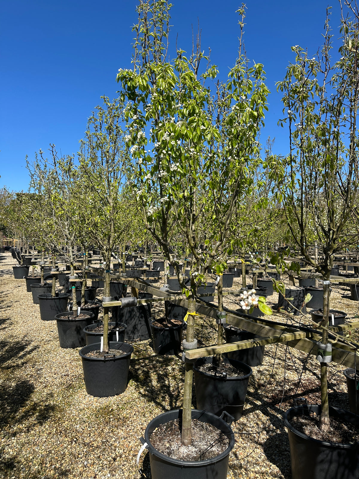 Halvstammet pæretræ, Pyrus communis Doyenne du Comice, med en bred og opret krone.