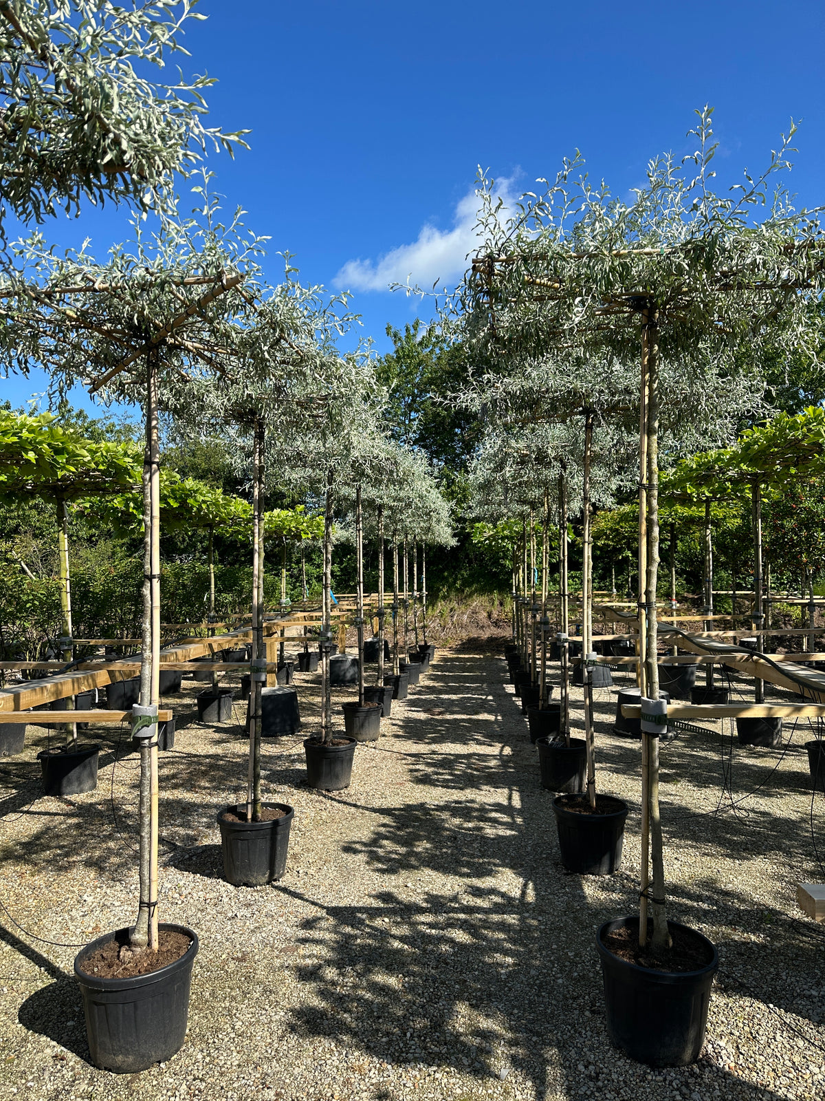 Tagklippet pilebladet pære, Pyrus salicifolia 'Pendula', med en flad, vandret krone af smalle, sølvgrå blade.