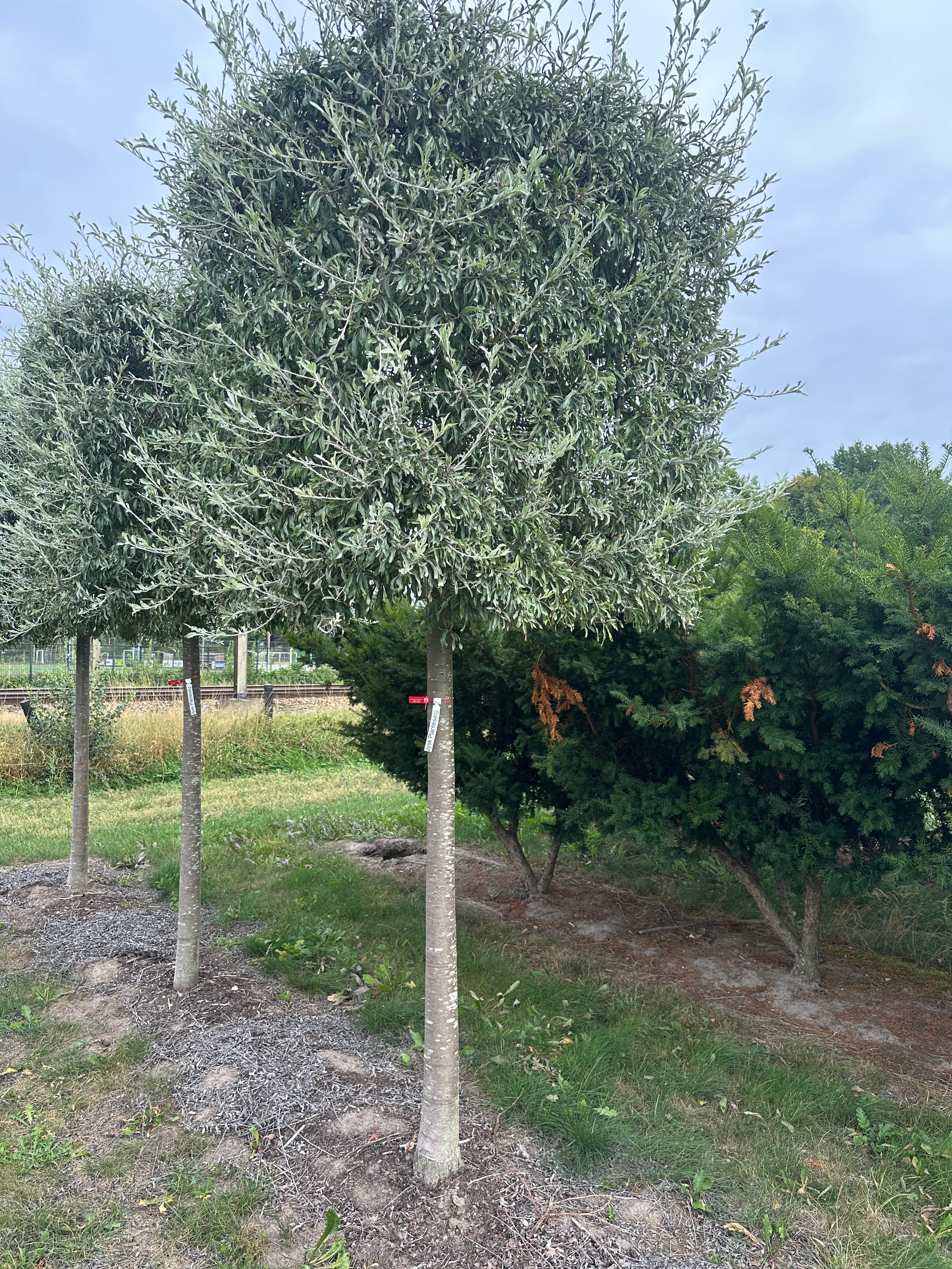 Pilebladet pæretræ Pyrus salicifolia Pendula med en kasseformet krone af tætsiddende, sølvgrå blade på en bar, ret stamme.