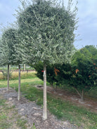 Pilebladet pæretræ Pyrus salicifolia Pendula med en kasseformet krone af tætsiddende, sølvgrå blade på en bar, ret stamme.