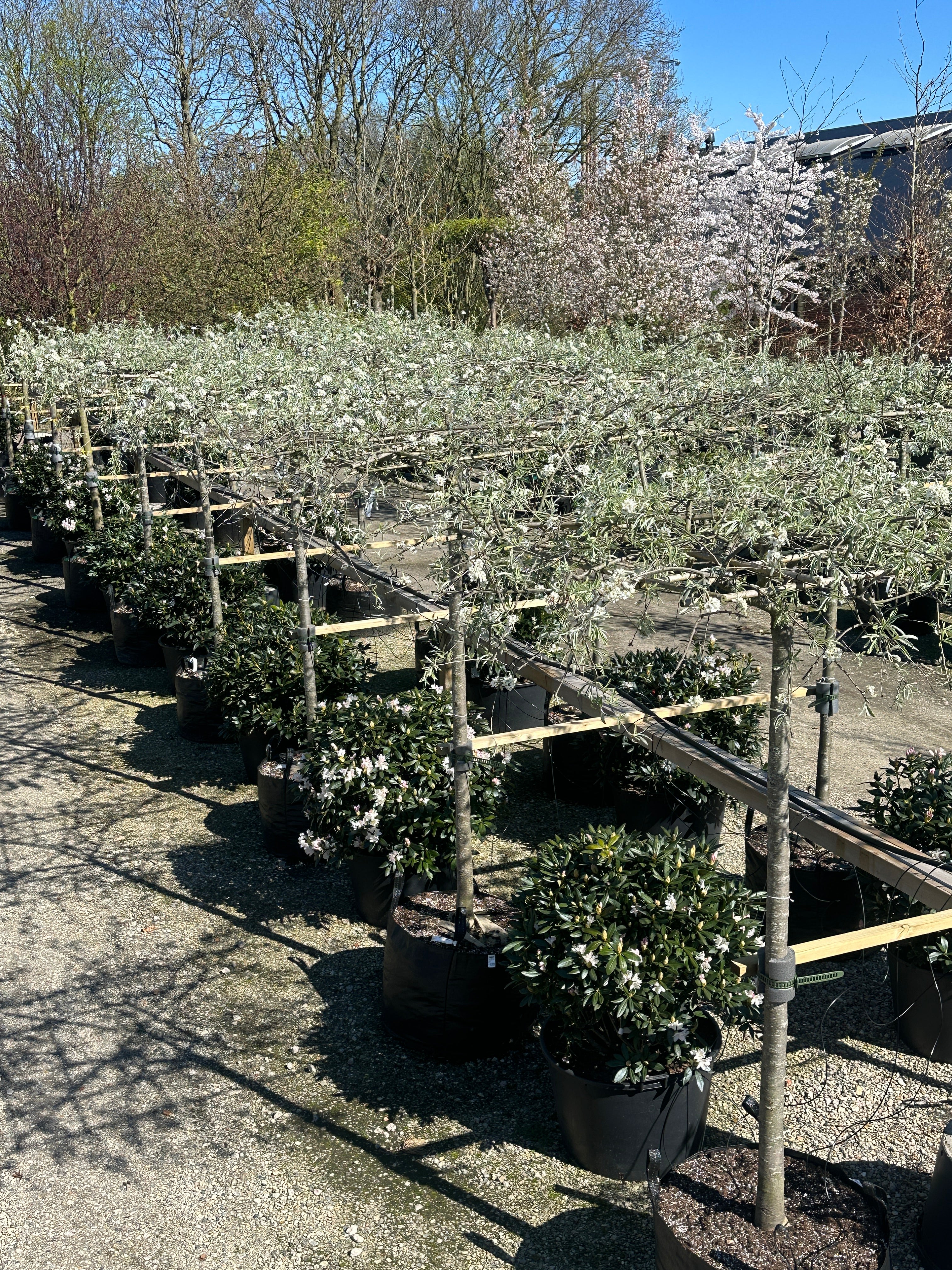 Tagklippet Pyrus salicifolia 'Pendula'som en levende, sølvgrå parasoler.