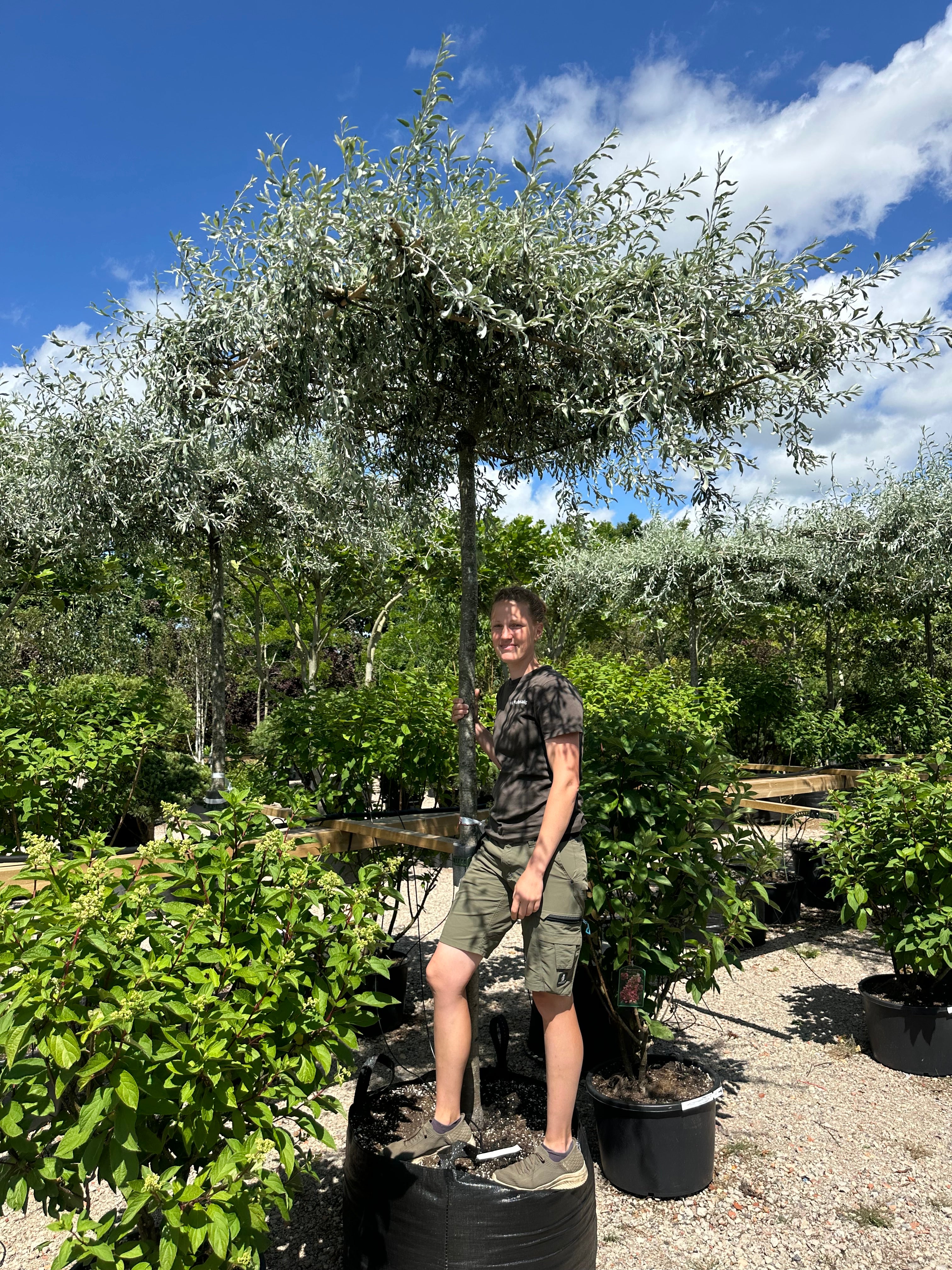 Tagklippet Pyrus salicifolia 'Pendula' som en levende, sølvgrå parasol.