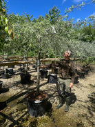 Nordens oliven, Pyrus salicifolia 'Pendula', med hængende grene og et tæt dække af smalle, sølvgrå blade.
