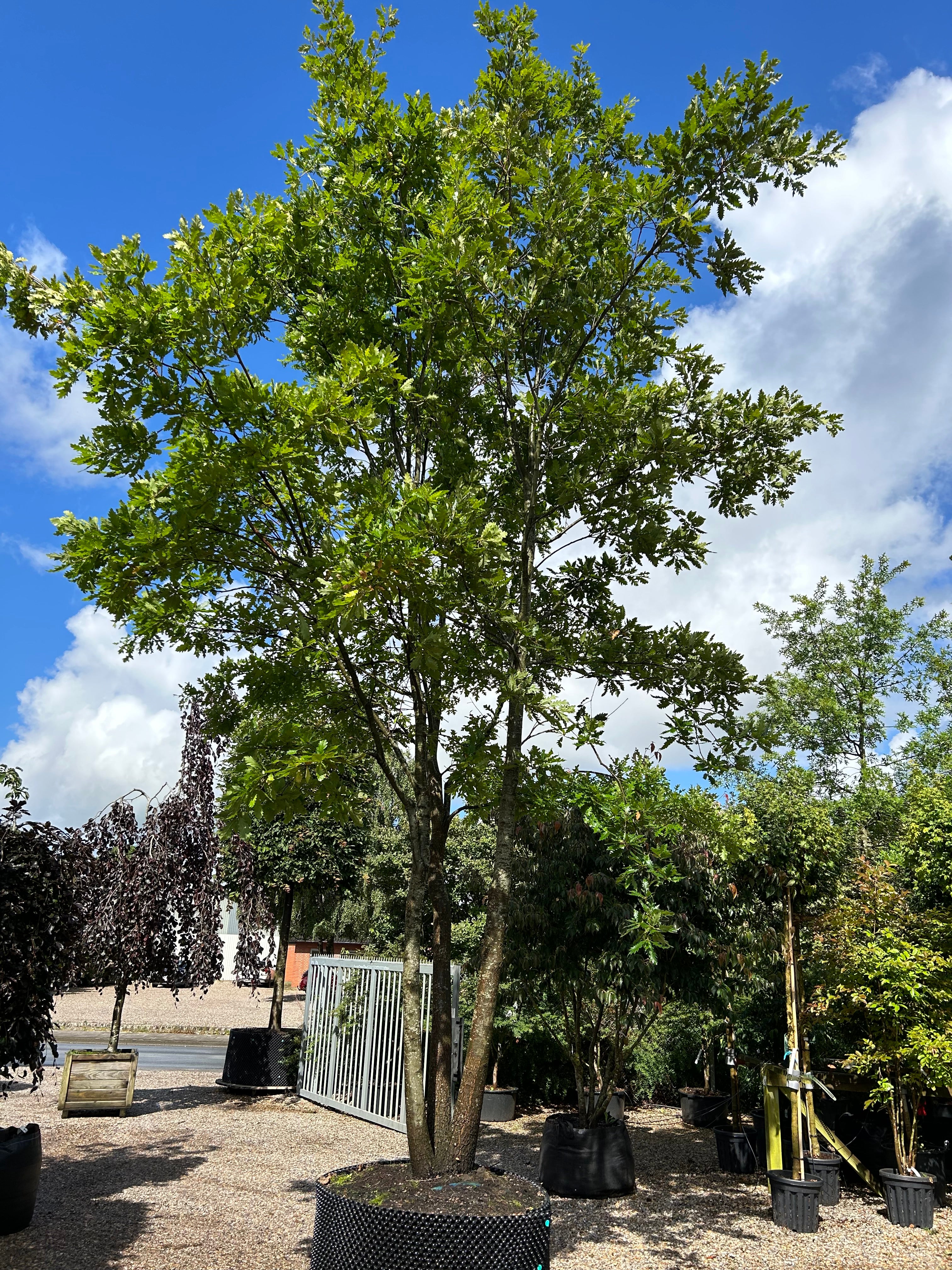 Et flerstammet Quercus cerris i fuld sommervækst, der viser sin store, harmoniske krone af læderagtige blade på de kraftige hovedstammer, som forgrener sig helt fra bunden.