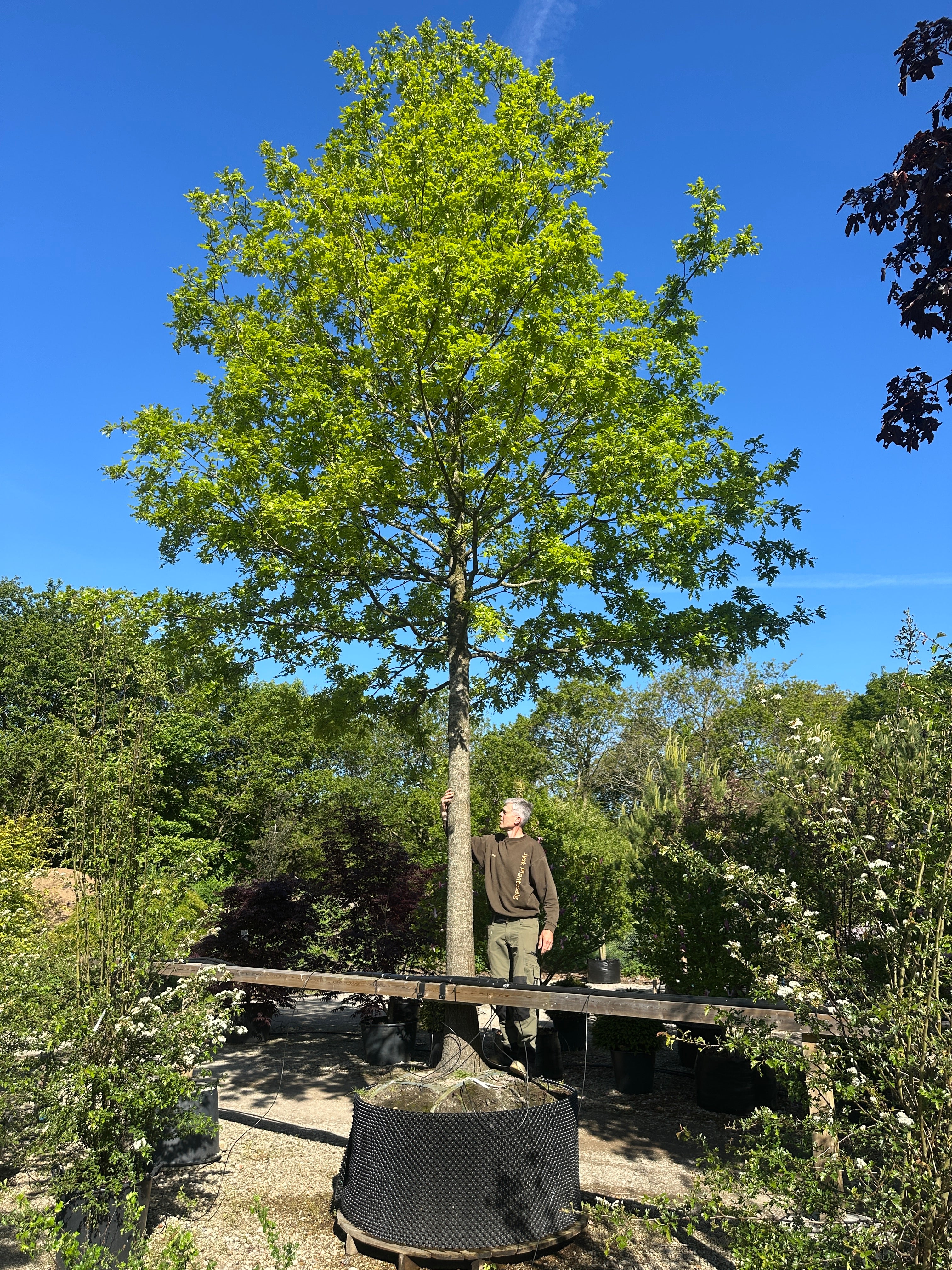 Et opstammet Quercus palustris i fuld sommervækst, der viser sin harmoniske krone af mørkegrønne blade med spidse takker på en ret hovedstamme.
