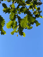 Nærbillede af et læderagtigt, regelmæssigt fliget blad fra en vintereg - Quercus petraea med en glinsende mørkegrøn overside og en tydelig, kort bladstilk.